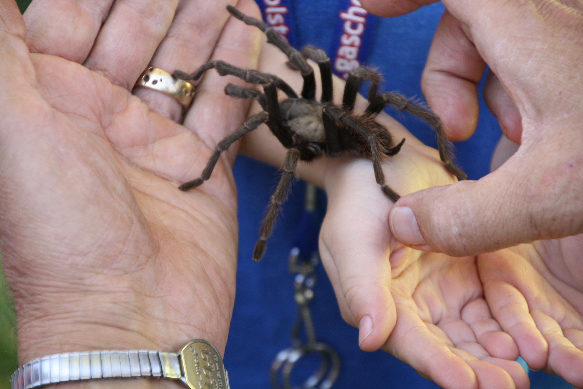 Canon EOS 1000D (EOS Digital Rebel XS / EOS Kiss F) sample photo. Tarantula photography