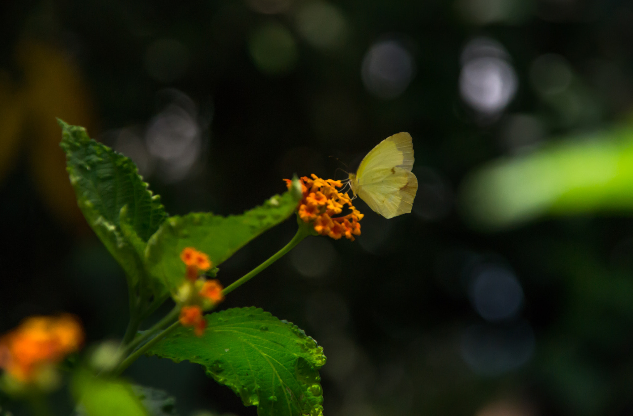 Nikon D3100 + Sigma 18-200mm F3.5-6.3 DC sample photo. Butterfly photography