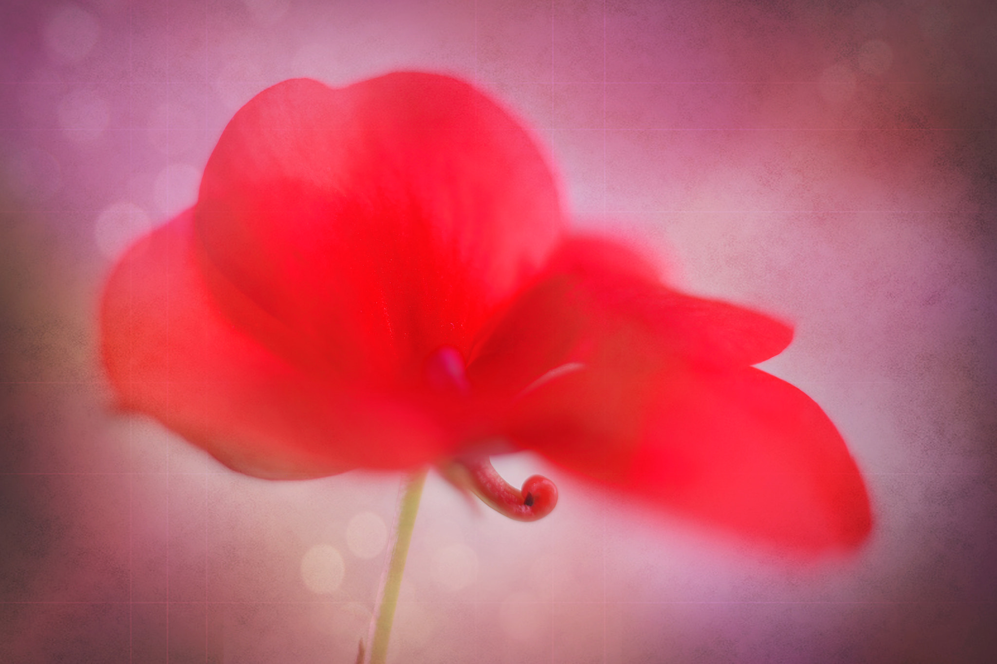 Canon EF 50mm F2.5 Macro sample photo. Be my valentine photography
