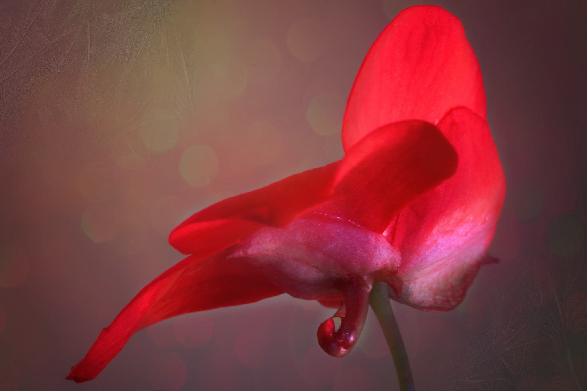Canon EF 50mm F2.5 Macro sample photo. Valentine heart photography