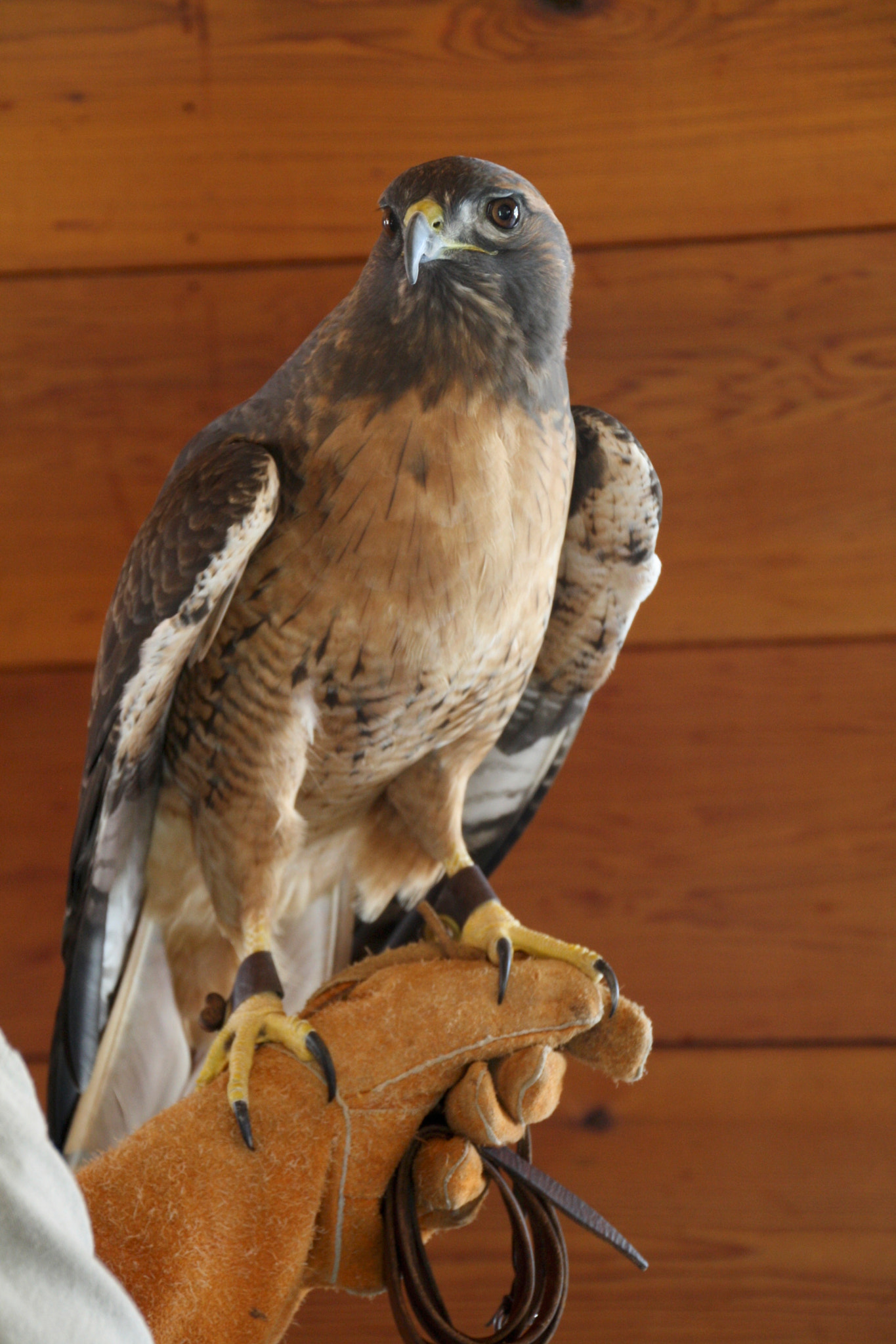 Canon EOS 1000D (EOS Digital Rebel XS / EOS Kiss F) sample photo. Falconer and his hawk photography