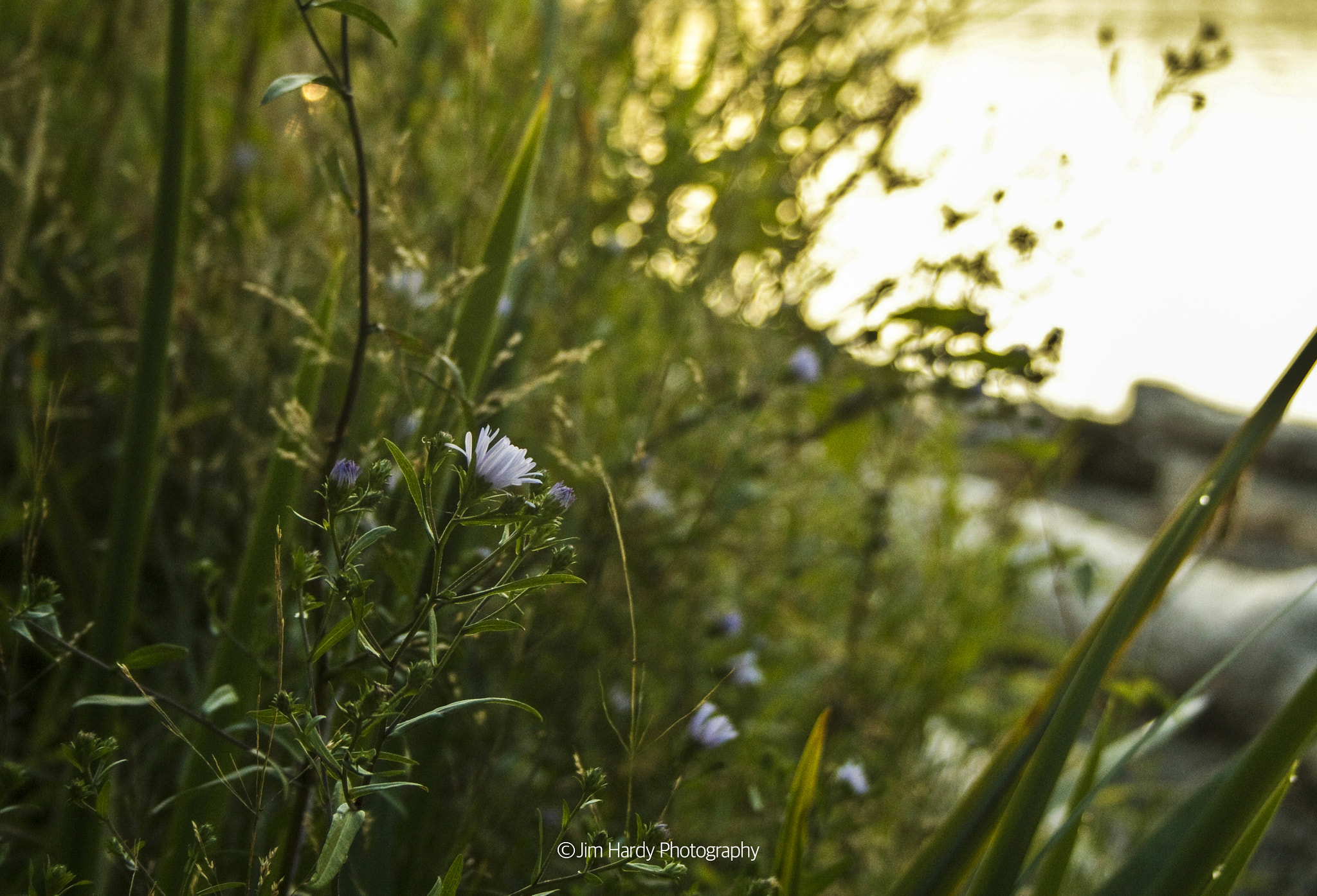 Canon EF-S 18-55mm F3.5-5.6 sample photo. Seward park photography