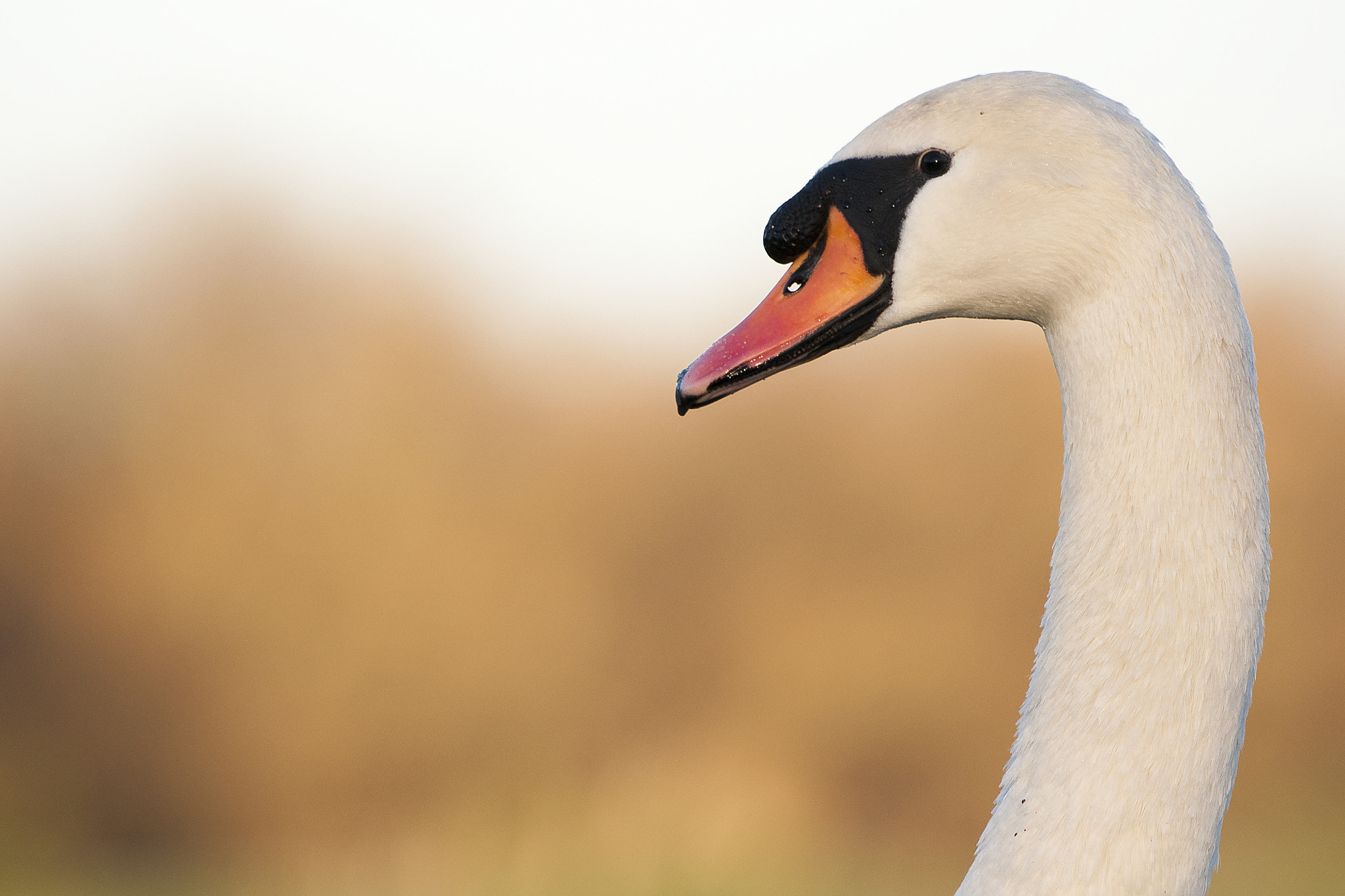 Sony 70-400mm F4-5.6 G SSM II sample photo. Mute swan photography