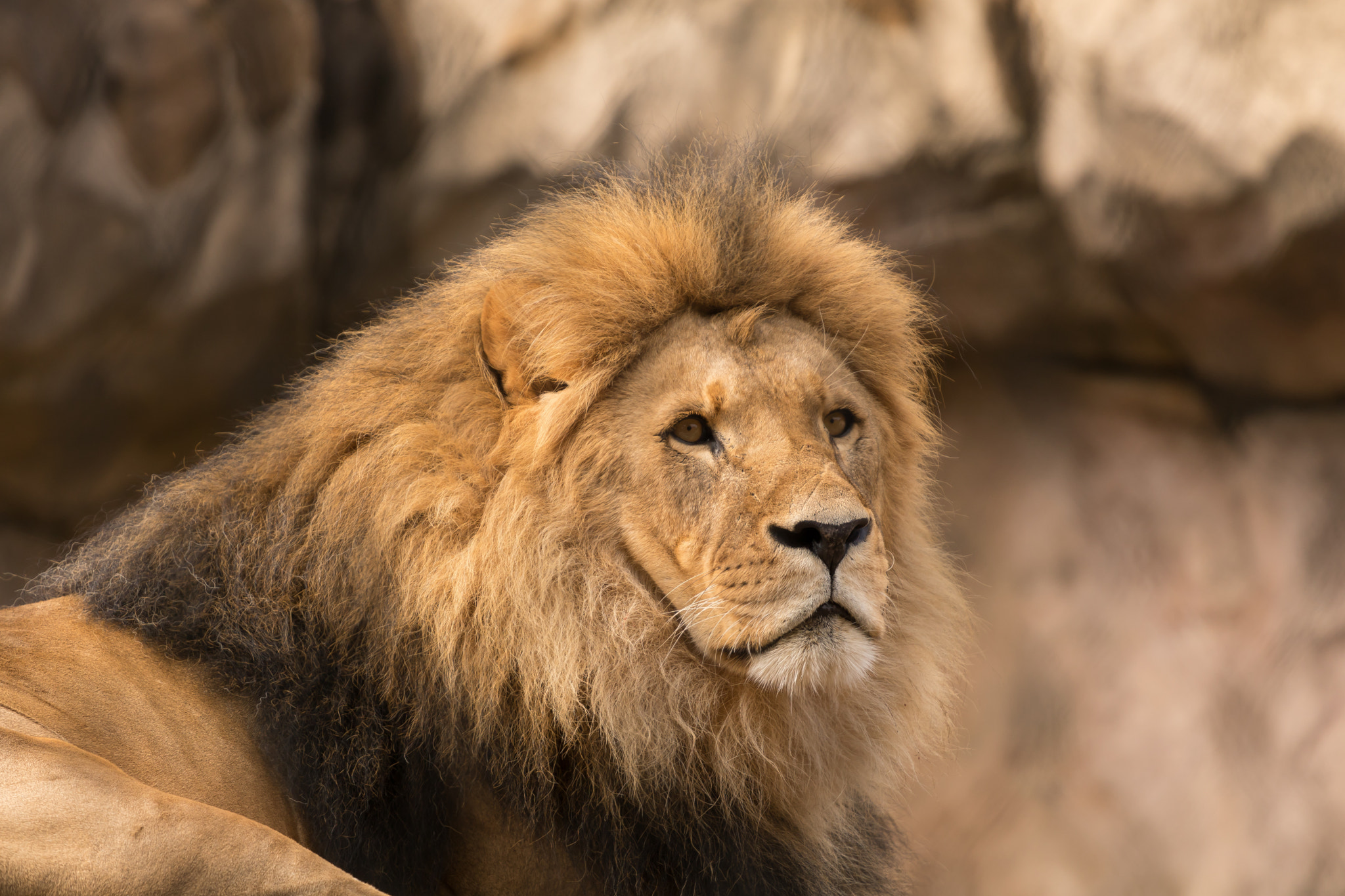 Canon EOS 750D (EOS Rebel T6i / EOS Kiss X8i) + Canon EF 70-200mm F4L USM sample photo. Majestic lion photography