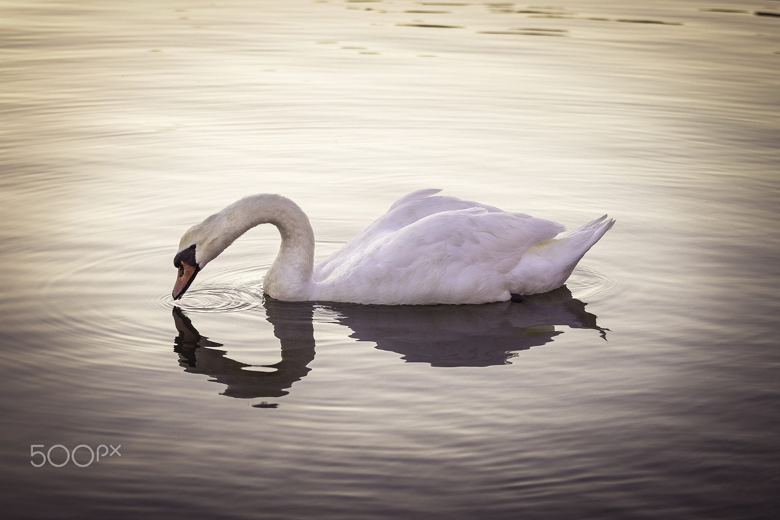 Canon EF 70-200mm F2.8L IS II USM sample photo. Sign of love... photography