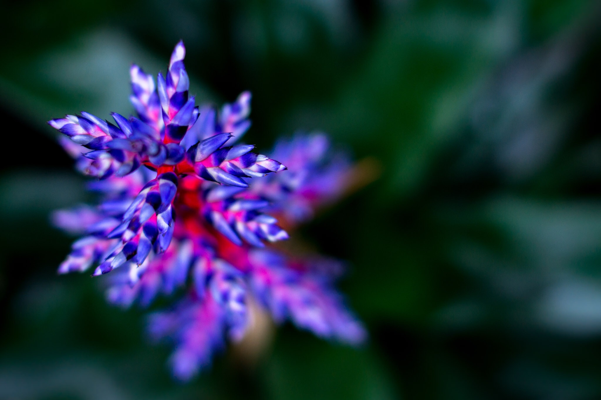 Sony SLT-A65 (SLT-A65V) + Minolta AF 50mm F1.4 [New] sample photo. Purple photography