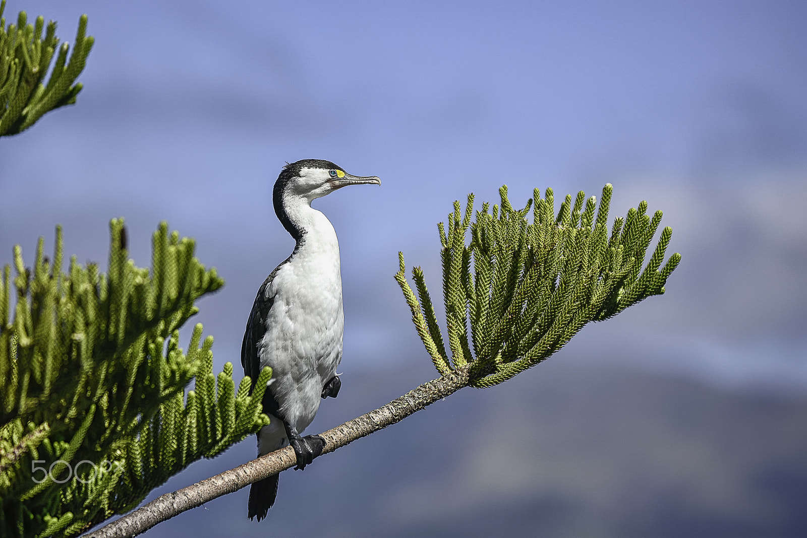 AF-S Zoom-Nikkor 80-200mm f/2.8D IF-ED sample photo. Pied shag photography