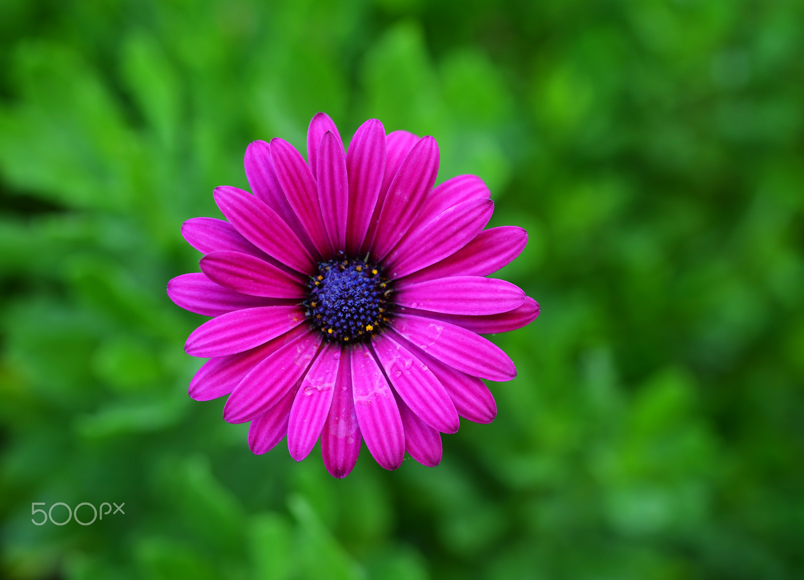 Nikon D800E + AF Micro-Nikkor 55mm f/2.8 sample photo. Bodrum papatyası (african daisy) osteospermum photography