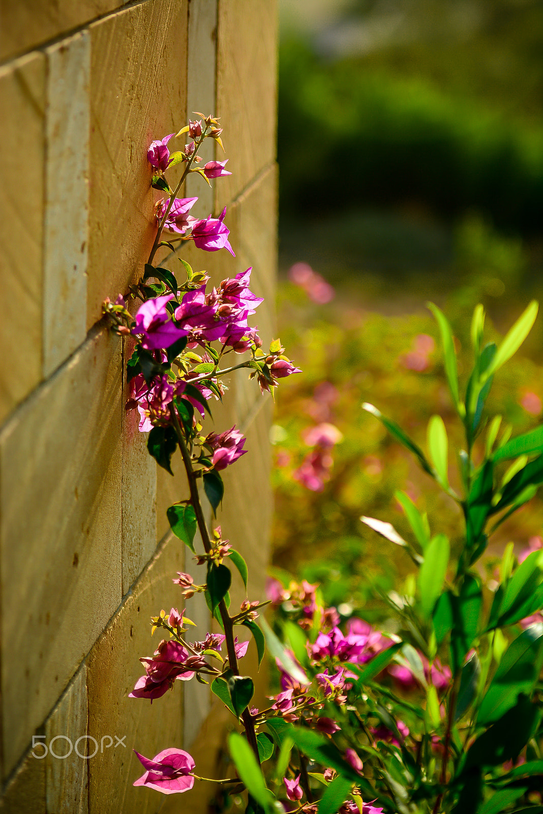 Nikon AF-S Nikkor 70-200mm F2.8G ED VR II sample photo. Flower photography