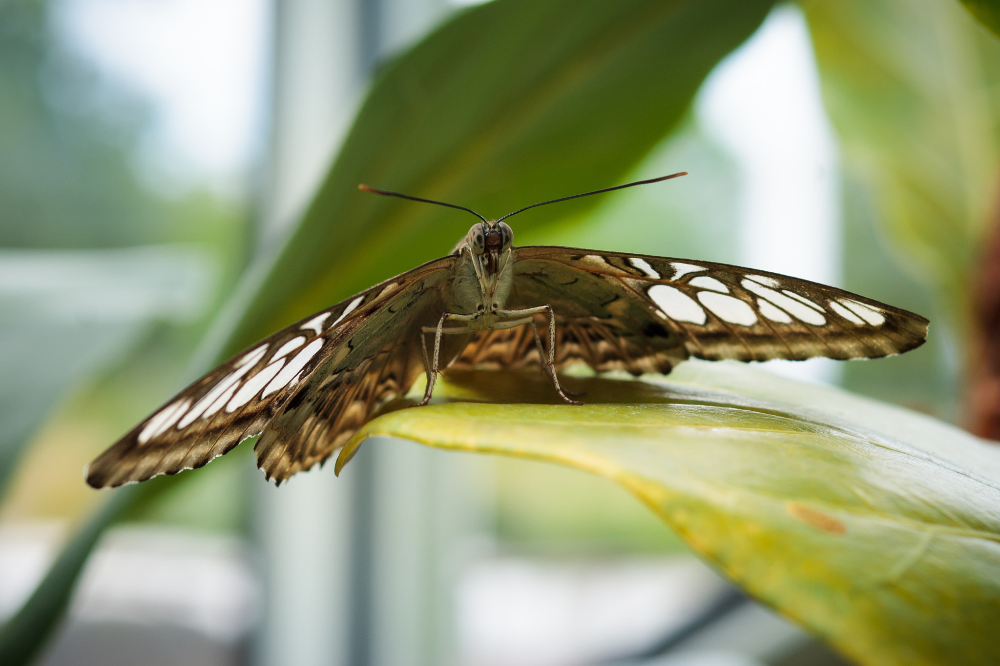 Sony Alpha DSLR-A300 + 35-70mm F4 sample photo. Butterfly on leaf photography