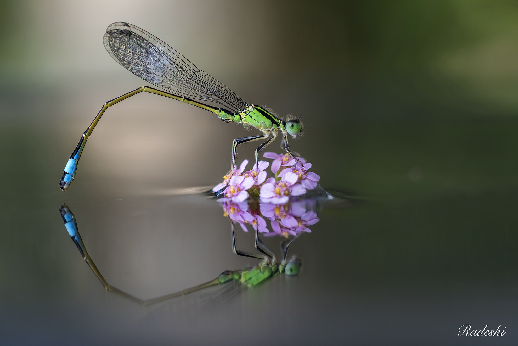 Nikon D810 + Nikon AF Micro-Nikkor 60mm F2.8D sample photo. Damigella sul fiore photography