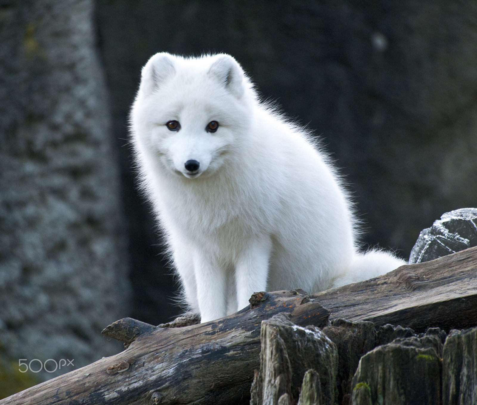 Olympus PEN E-P1 sample photo. Arctic fox photography