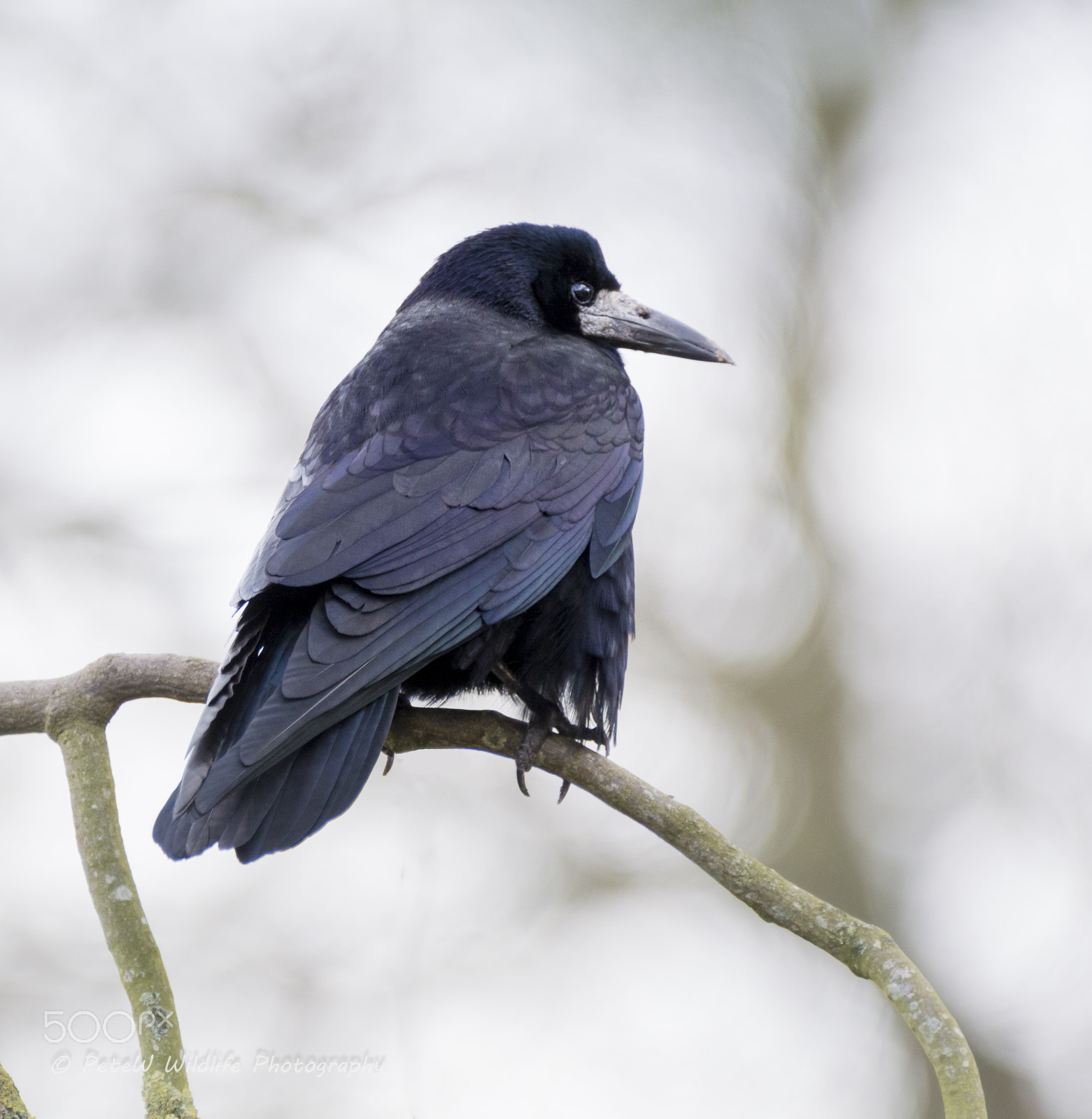 Sigma 150-600mm F5-6.3 DG OS HSM | C sample photo. Rook photography