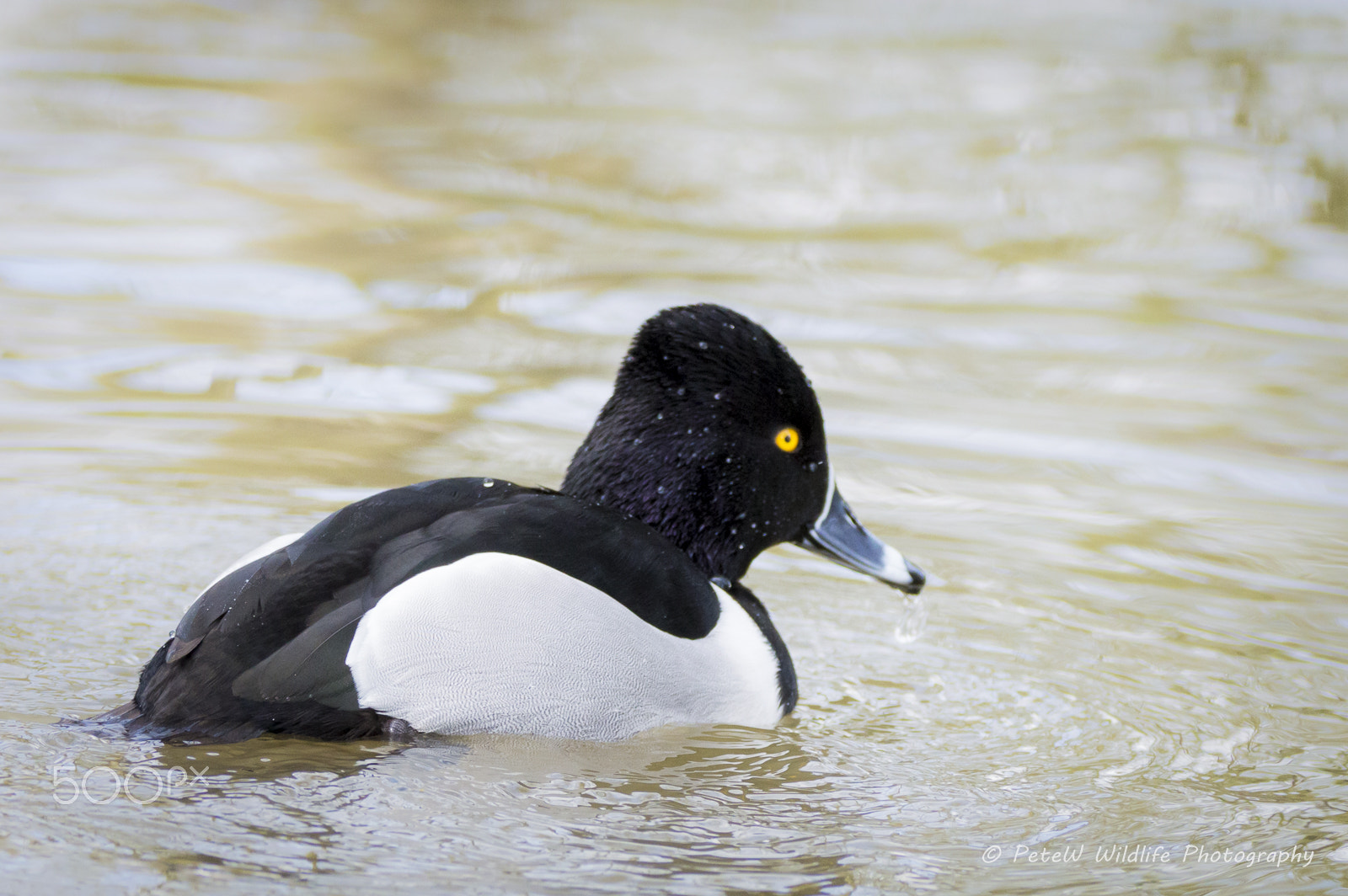 Sigma 150-600mm F5-6.3 DG OS HSM | C sample photo. Tufted duck photography