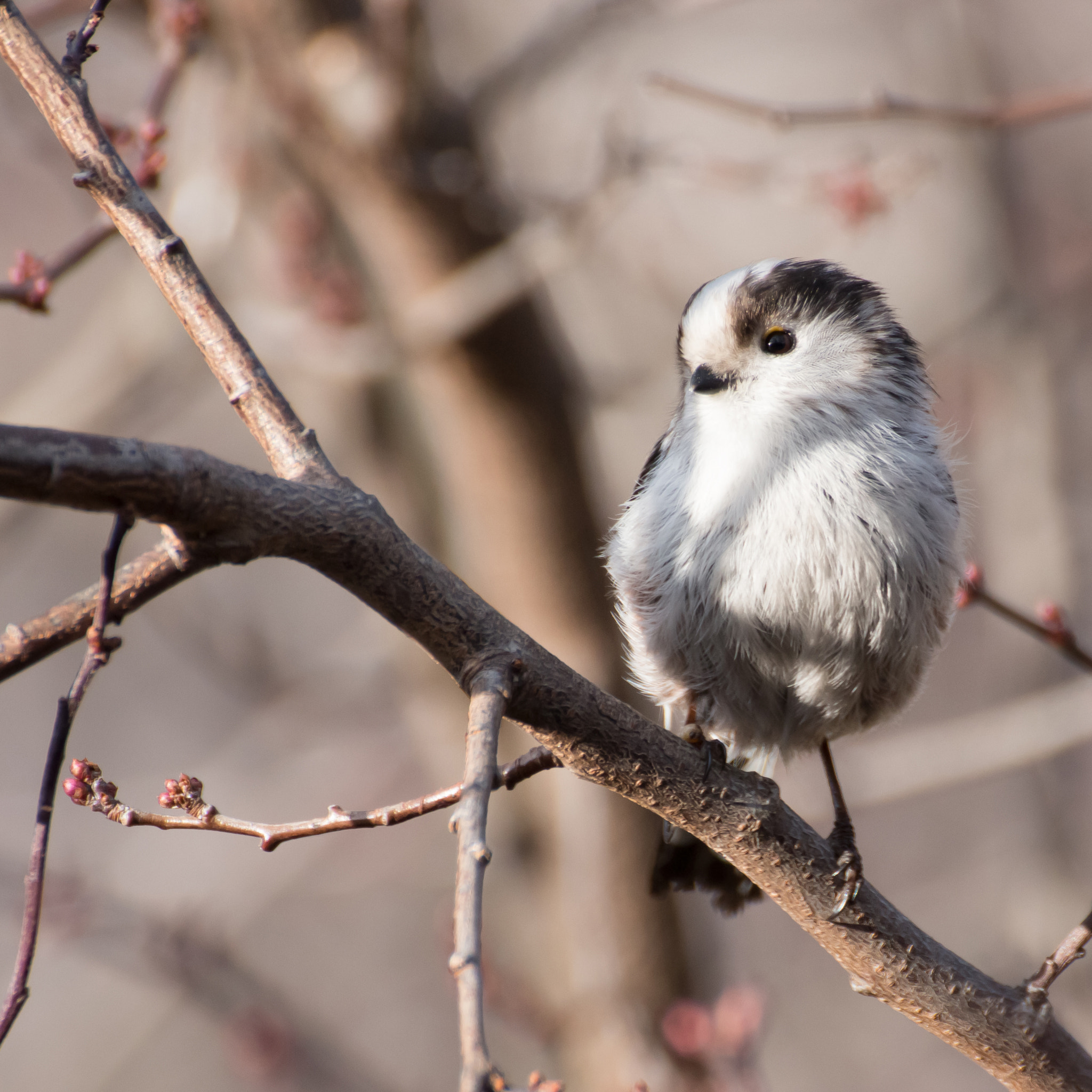 Tamron SP 35mm F1.8 Di VC USD sample photo. Aegithalos caudatus europaeus #2 photography