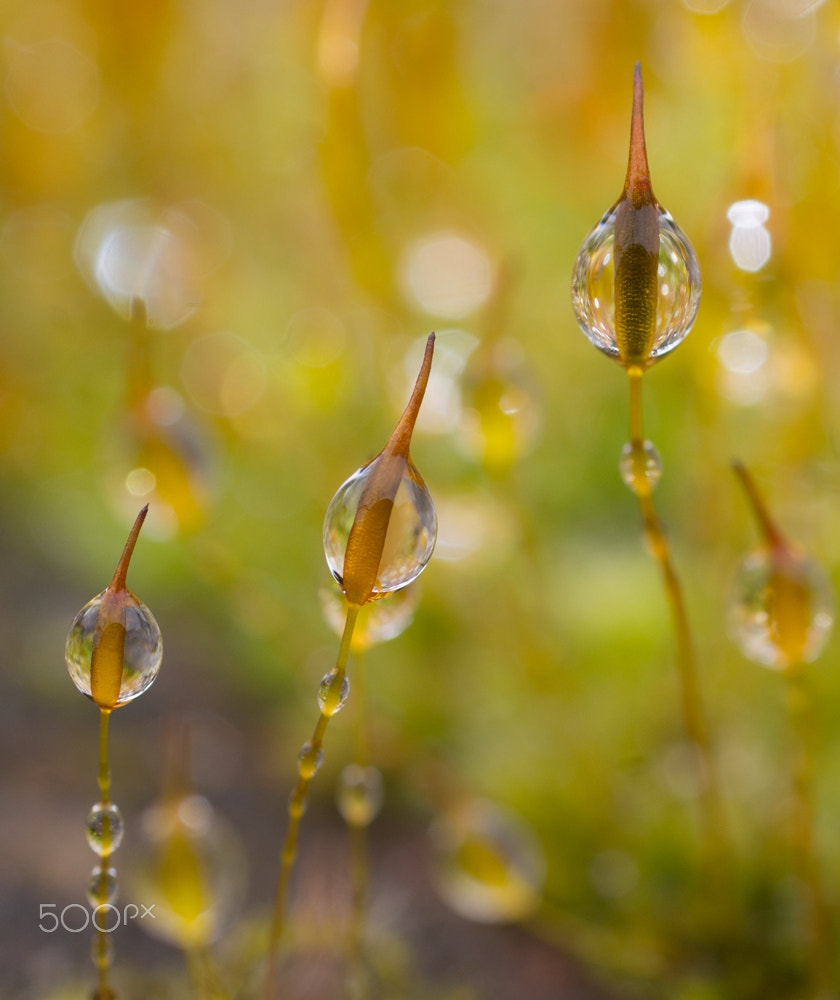 Sigma 30mm F1.4 EX DC HSM sample photo. After rain photography