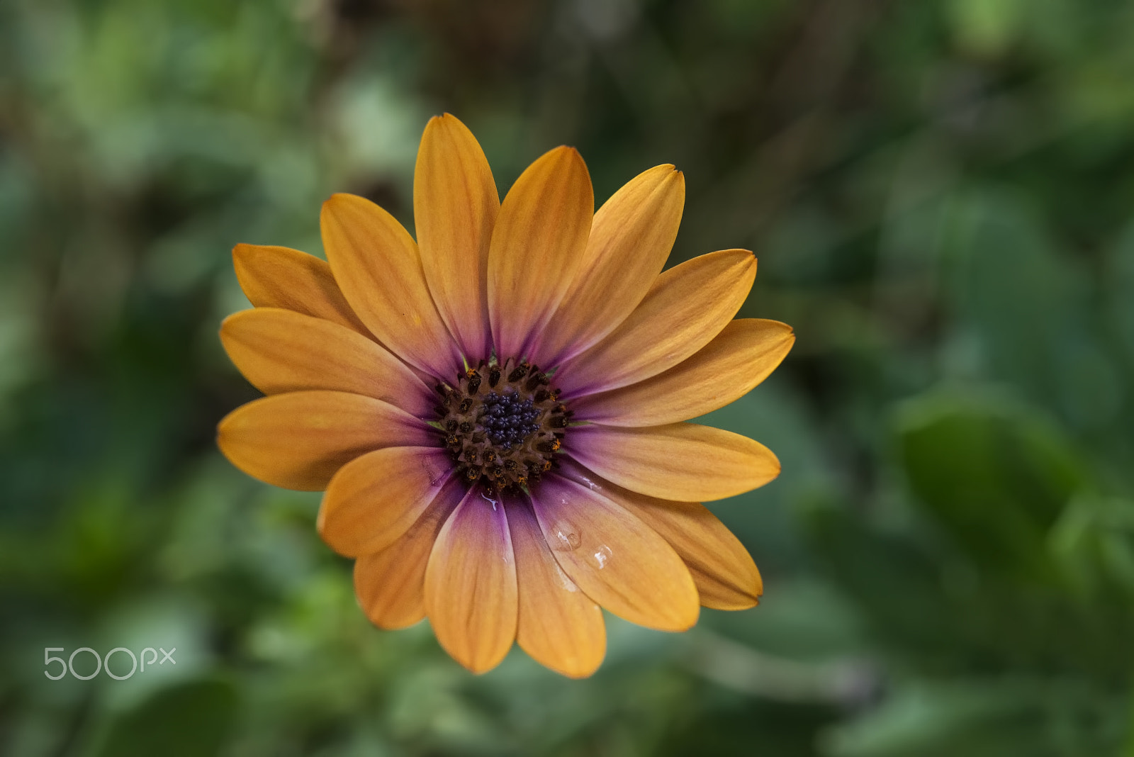 Nikon D800E + AF Micro-Nikkor 55mm f/2.8 sample photo. Bodrum papatyası (african daisy) osteospermum photography