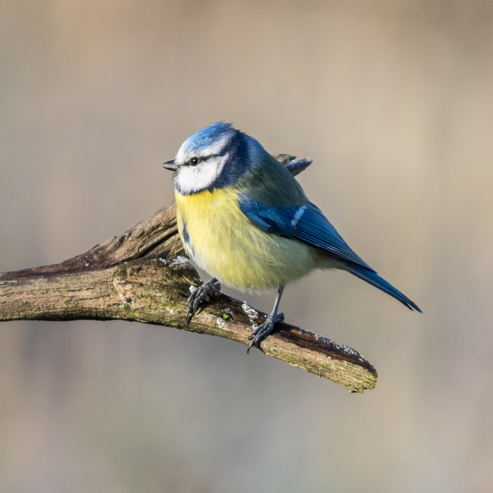 Olympus OM-D E-M1 + OLYMPUS 300mm Lens sample photo. Blaumeise #1 photography