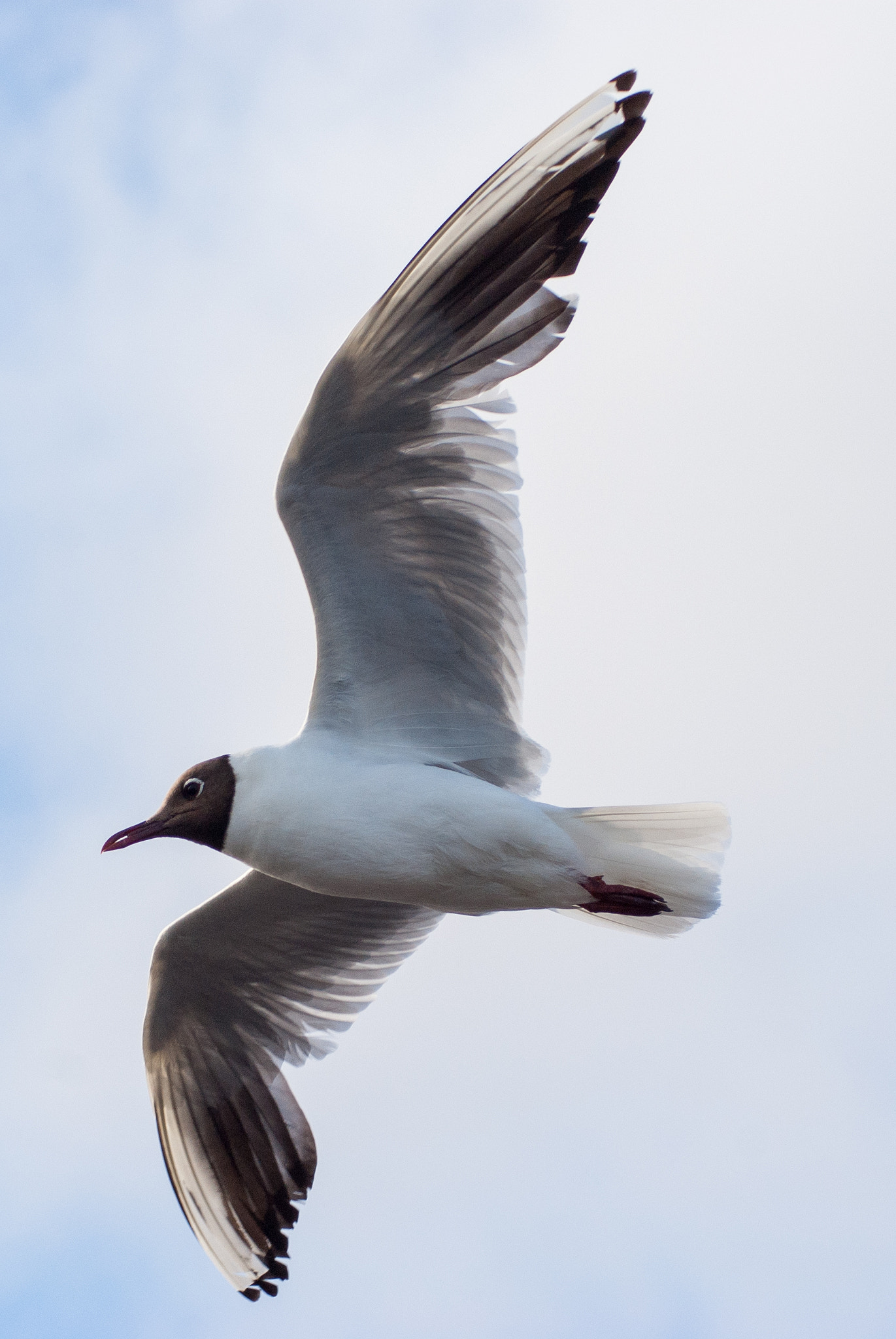 Sony Alpha DSLR-A300 sample photo. Black headed gull photography