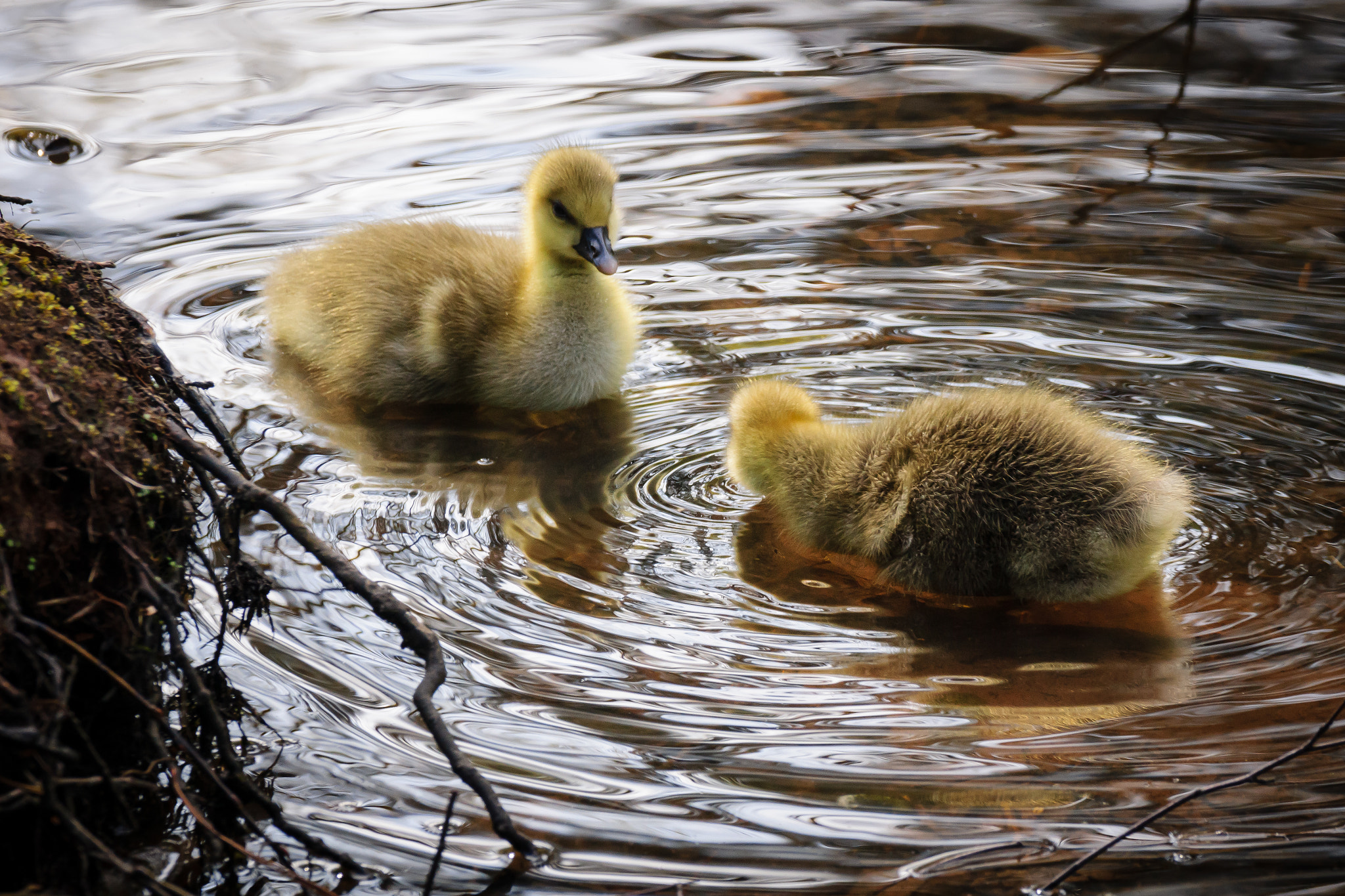 Sony 70-300mm F4.5-5.6 G SSM sample photo. Chicks photography