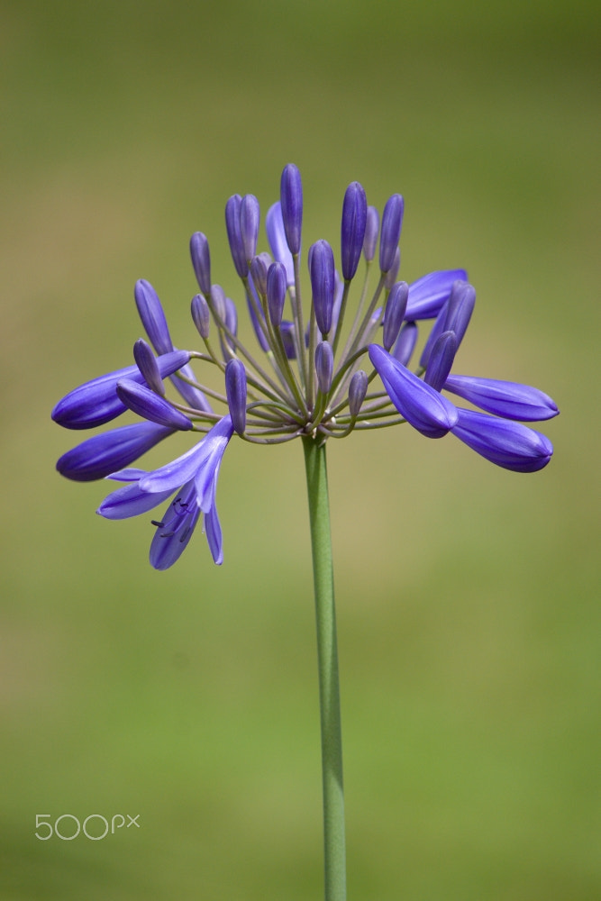 55.00 - 300.00 mm f/4.5 - 5.6 sample photo. Blue queen photography