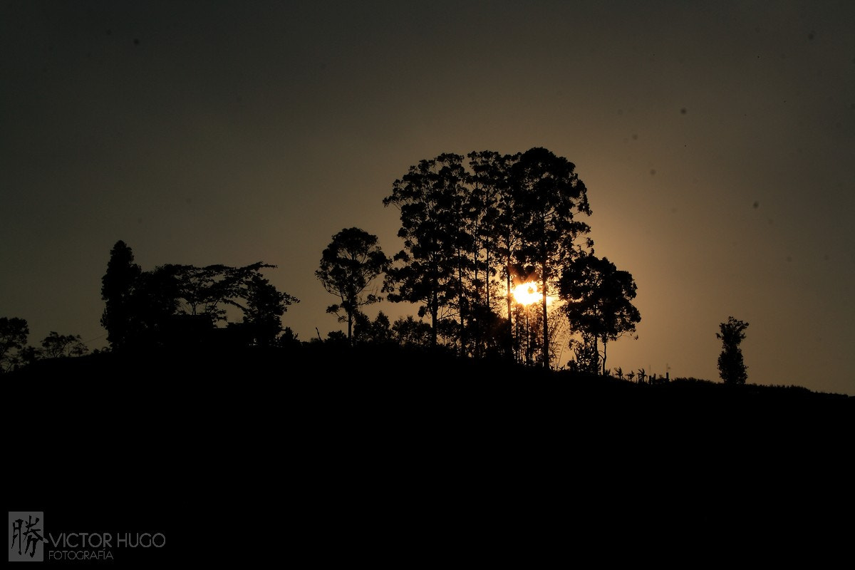 Canon EF-S 18-55mm F3.5-5.6 sample photo. Oculto tras las ramas photography