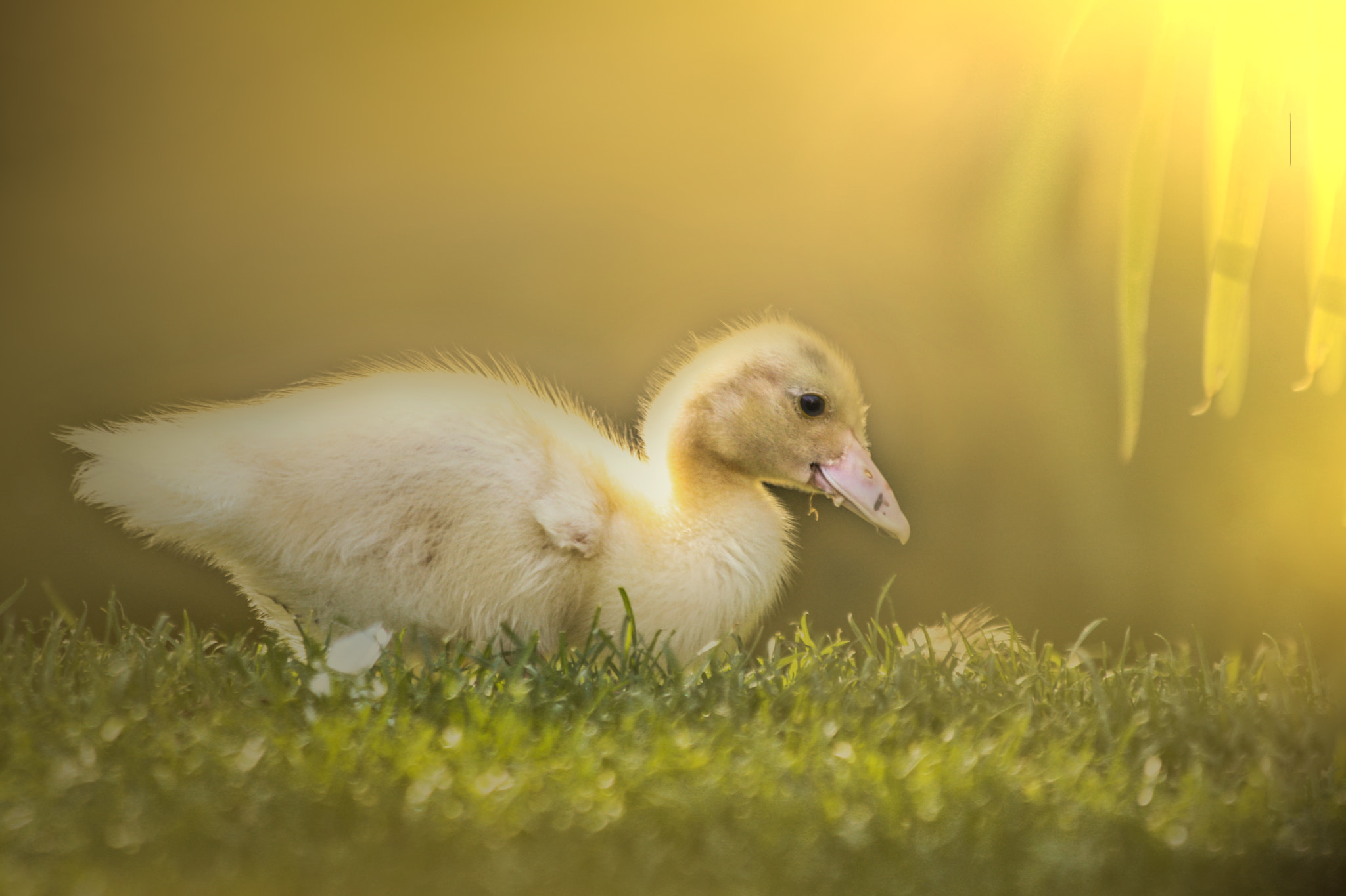 Canon EF 70-300mm F4-5.6 IS USM sample photo. Little duckling photography