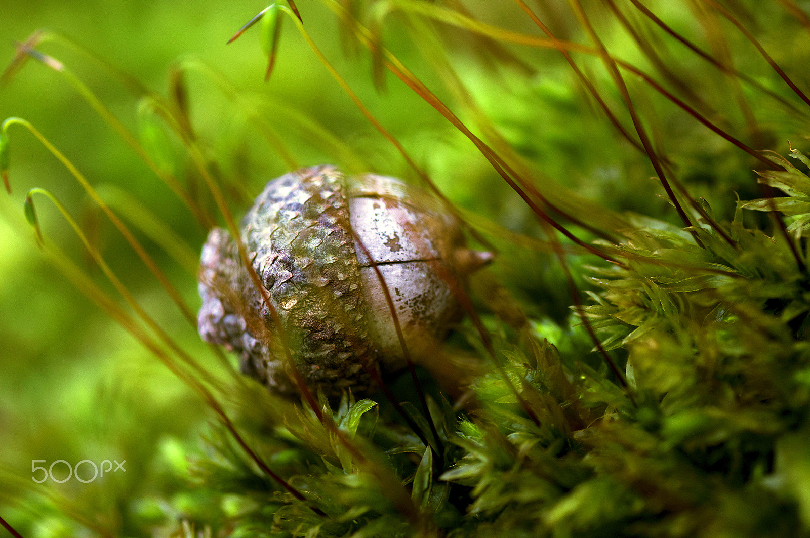 Sony Alpha DSLR-A580 + Tamron SP AF 90mm F2.8 Di Macro sample photo. Lost acorn photography