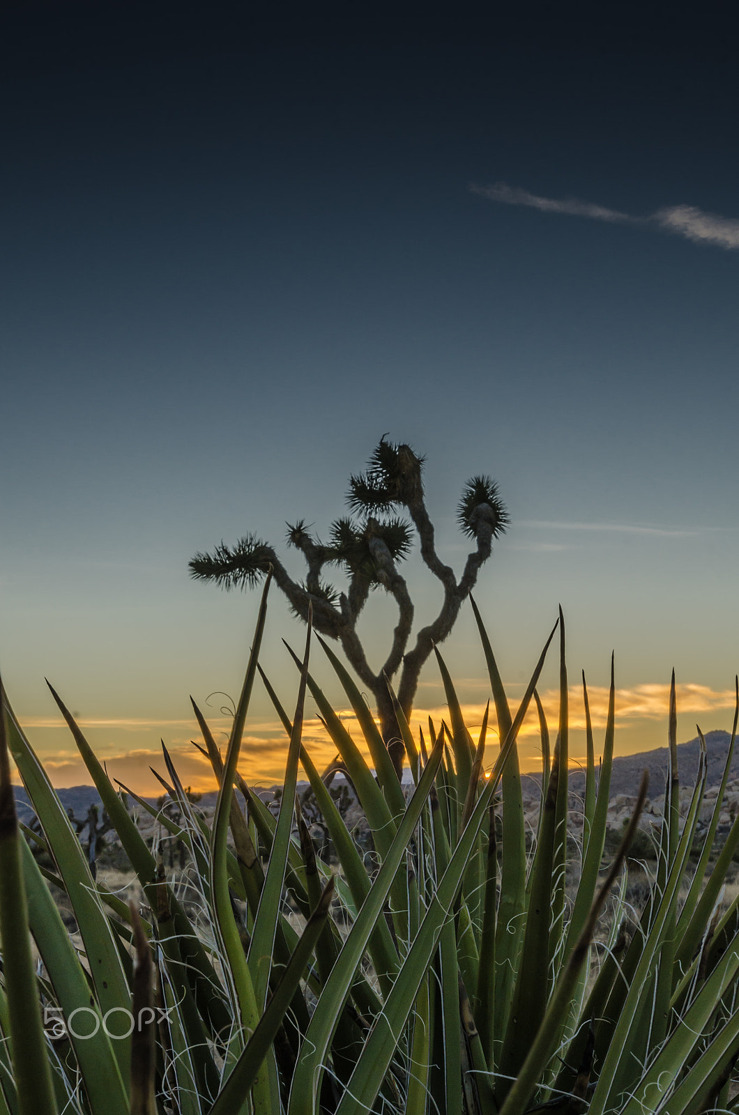 Nikon AF-S Nikkor 17-35mm F2.8D ED-IF sample photo. Close up of yucca with josha tree at dusk photography
