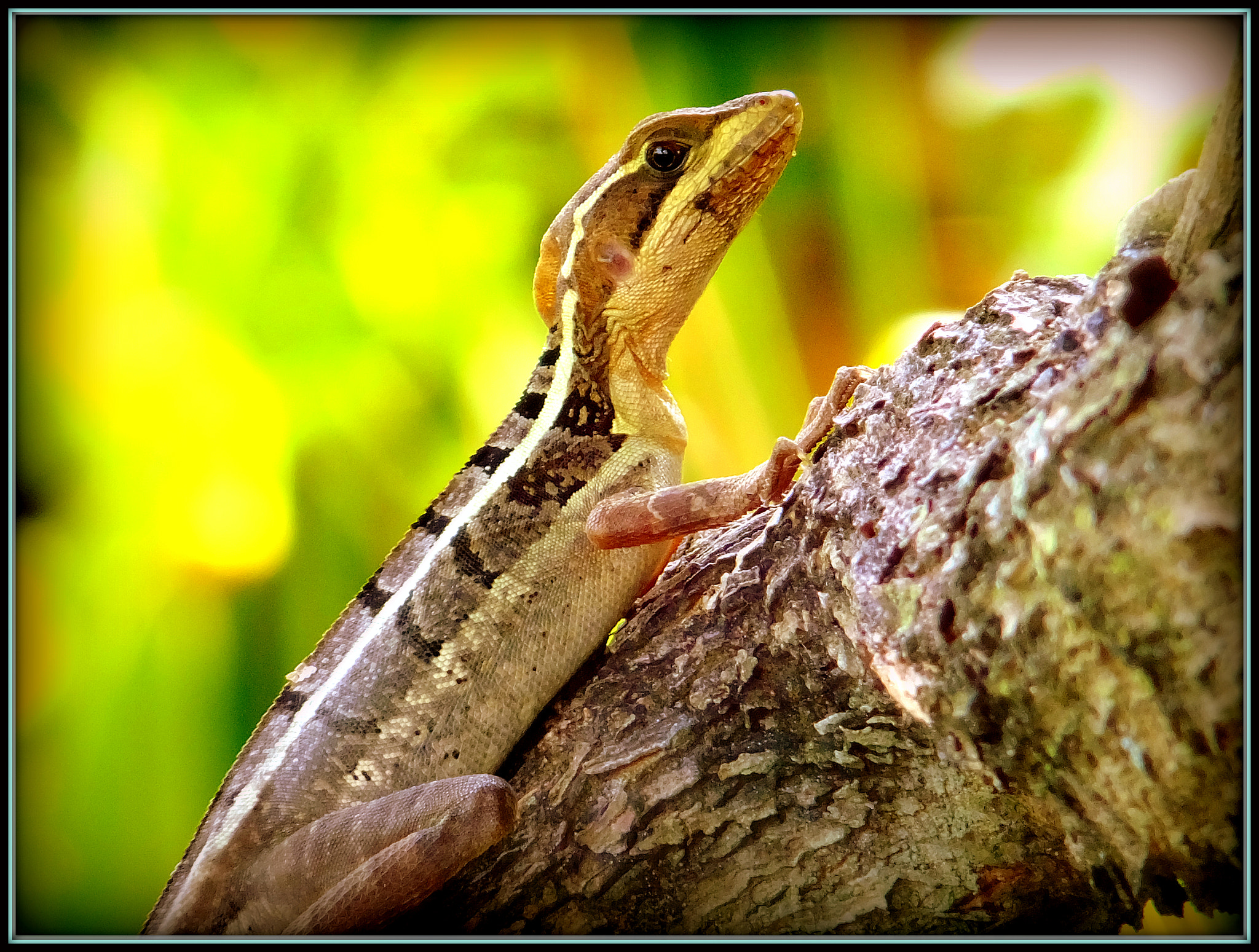 Fujifilm FinePix F850EXR sample photo. Striped basilisk (basiliscus vittatus) photography