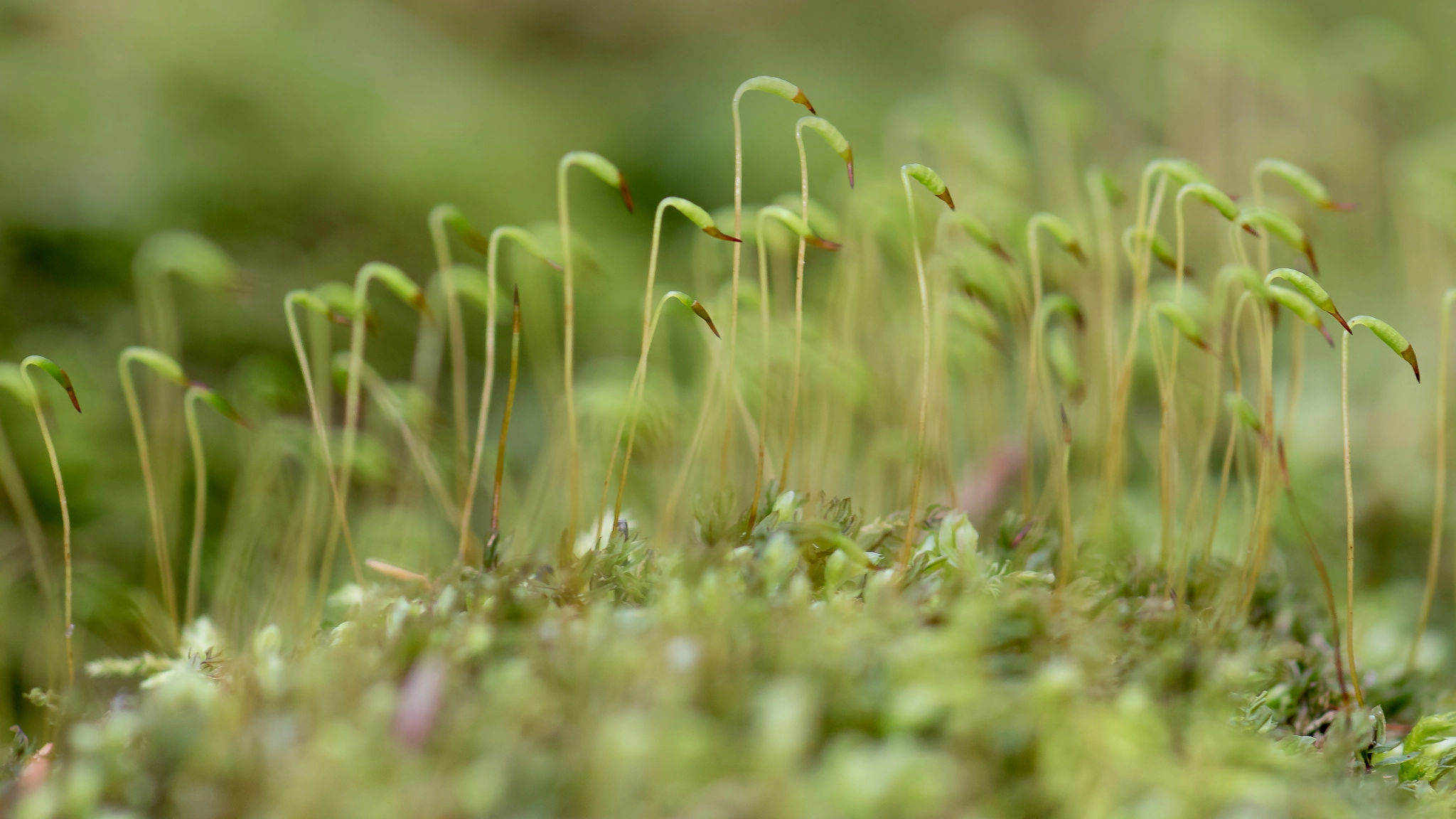 Canon EF 100mm F2.8 Macro USM sample photo. Moos photography