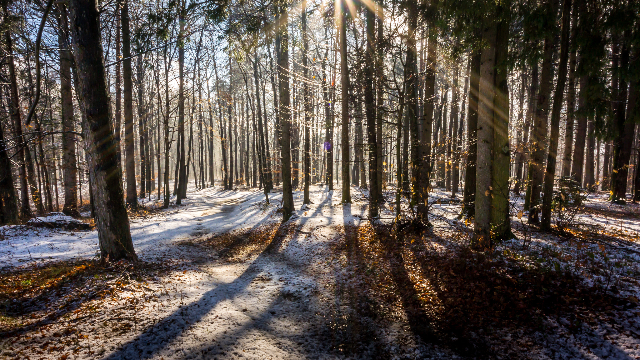 Nikon 1 Nikkor VR 6.7-13mm F3.5-5.6 sample photo. Nature winter forest light .. photography
