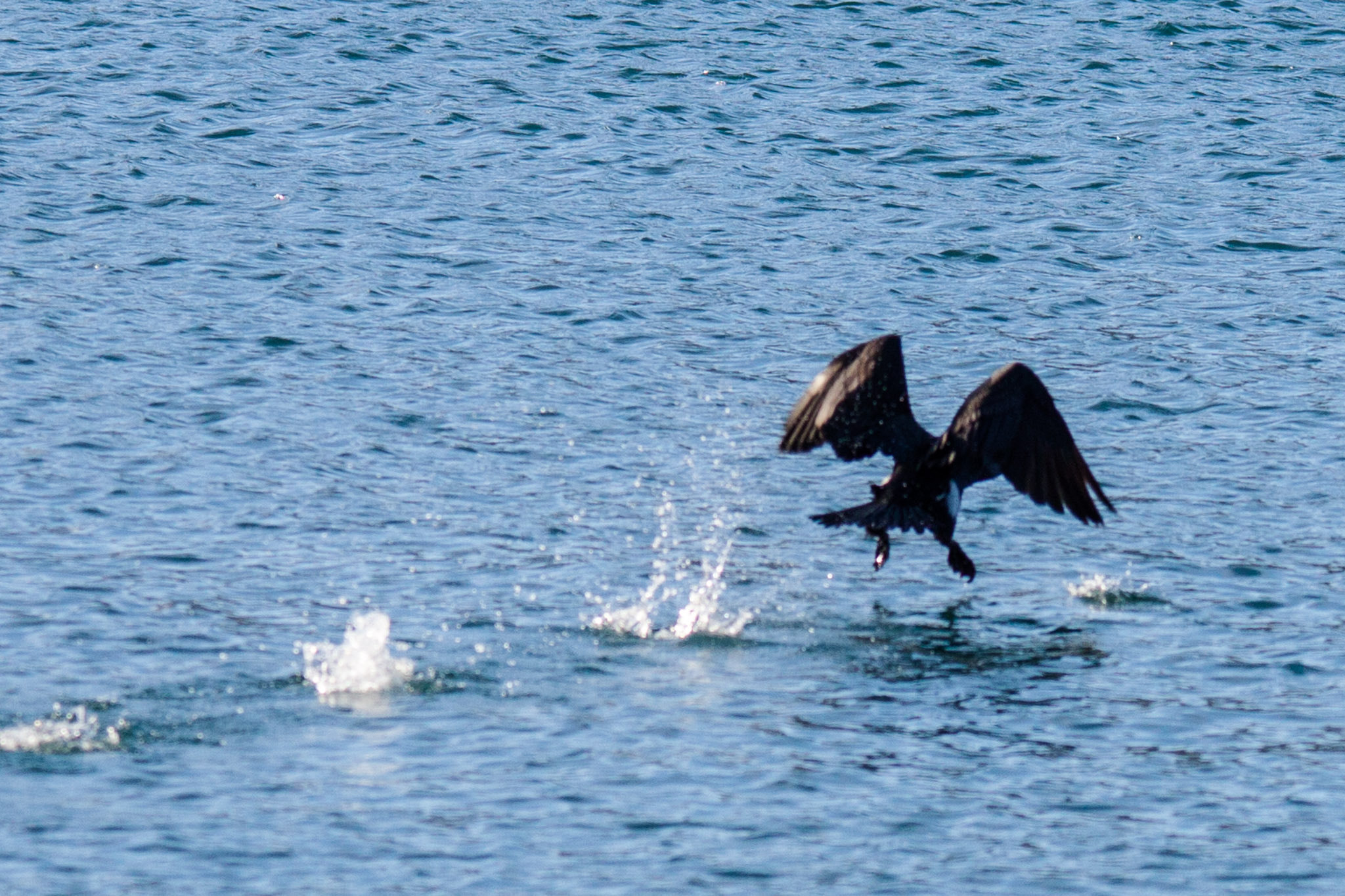 Sigma 150-500mm F5-6.3 DG OS HSM sample photo. 1 , 2 y 3 photography
