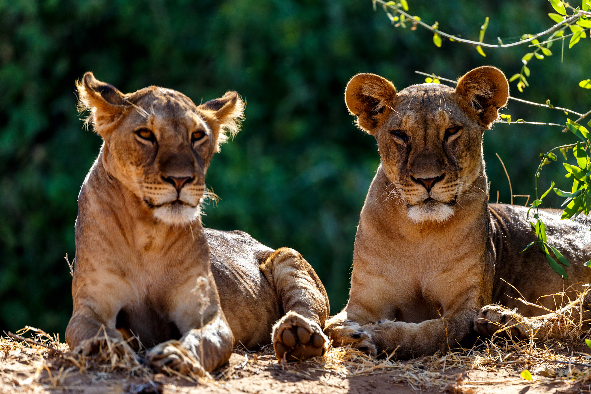 Canon EF 200-400mm F4L IS USM Extender 1.4x sample photo. Lion cubs on the ledge photography