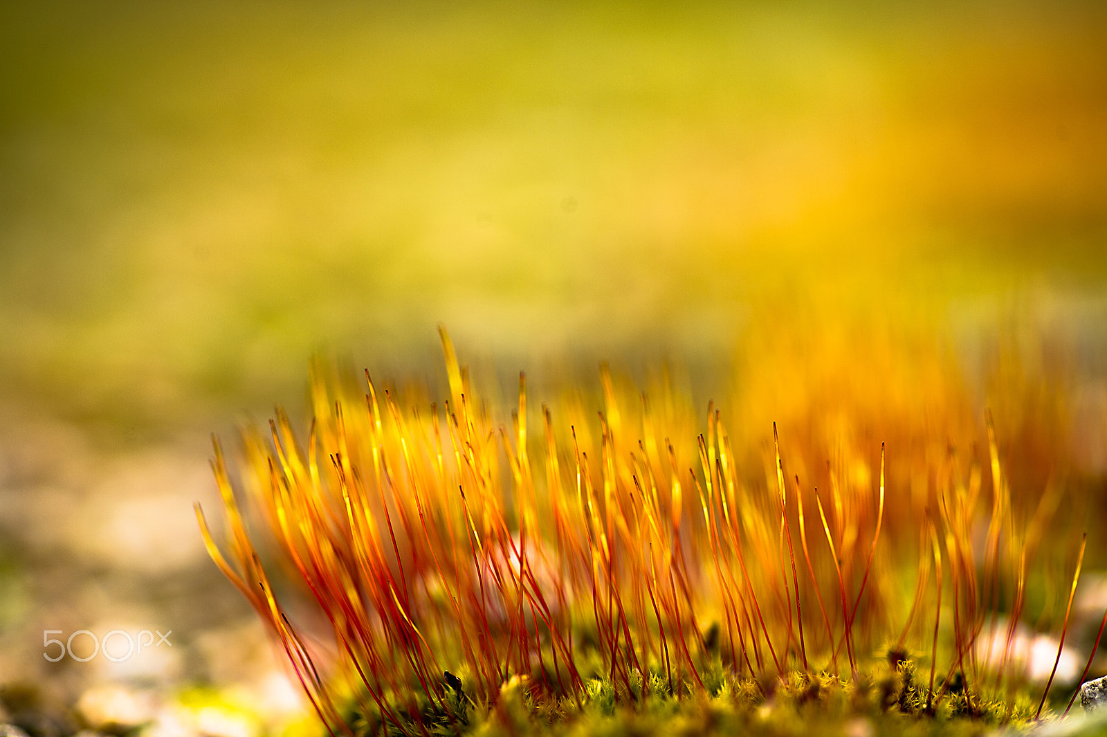 Nikon Df sample photo. Moss of winter garden photography