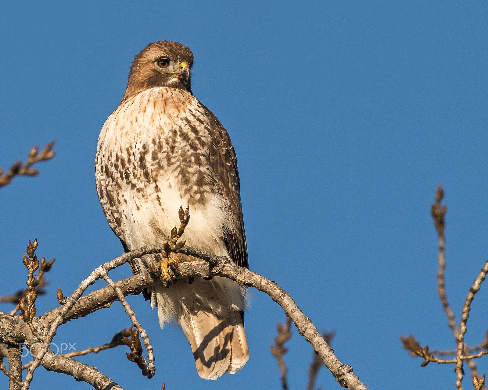 Nikon AF-S Nikkor 300mm F2.8G ED-IF VR sample photo. Red tail hawk (f) photography