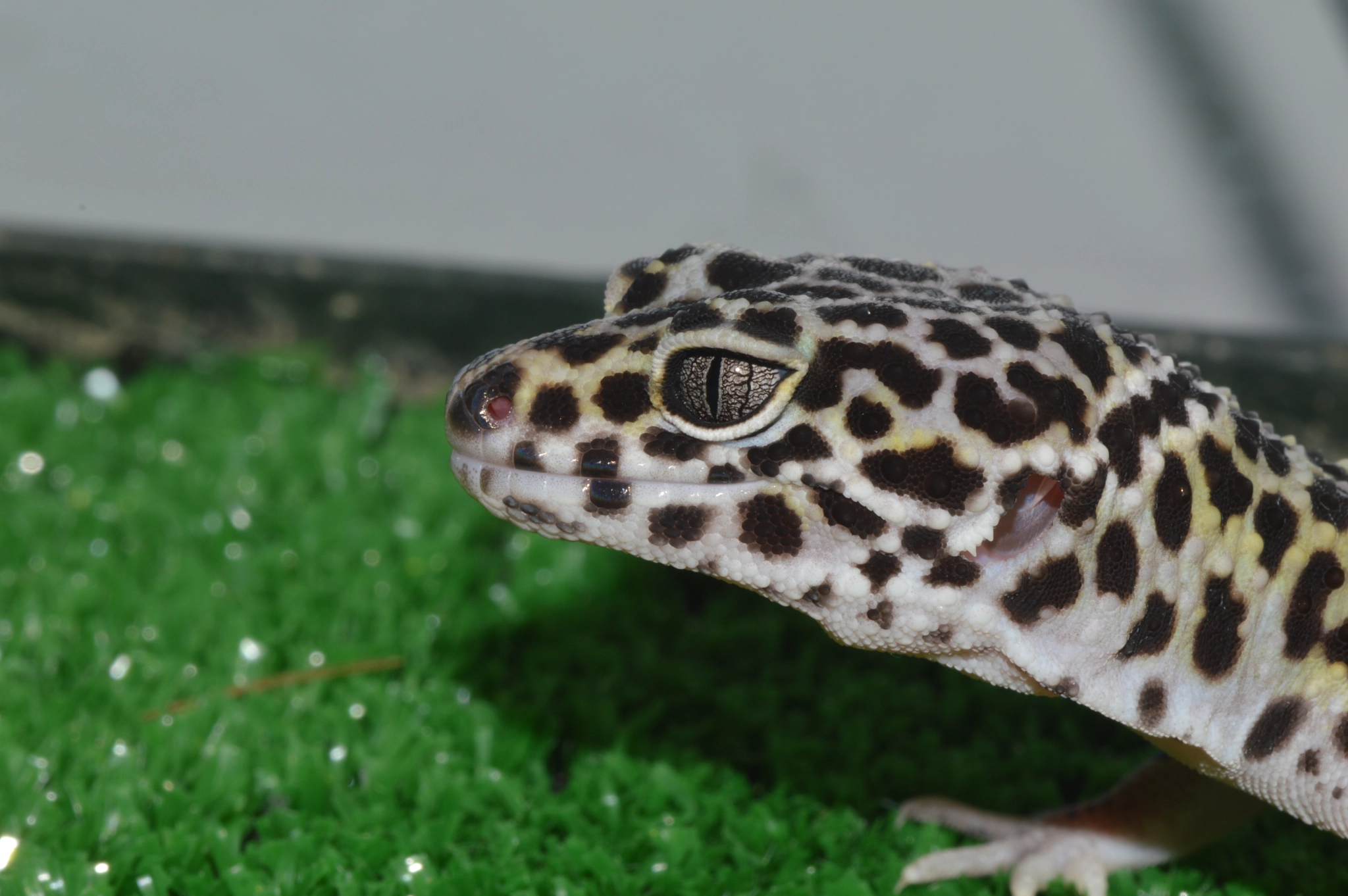 Nikon D3200 + Tamron SP 90mm F2.8 Di VC USD 1:1 Macro sample photo. Gecko leopardo photography