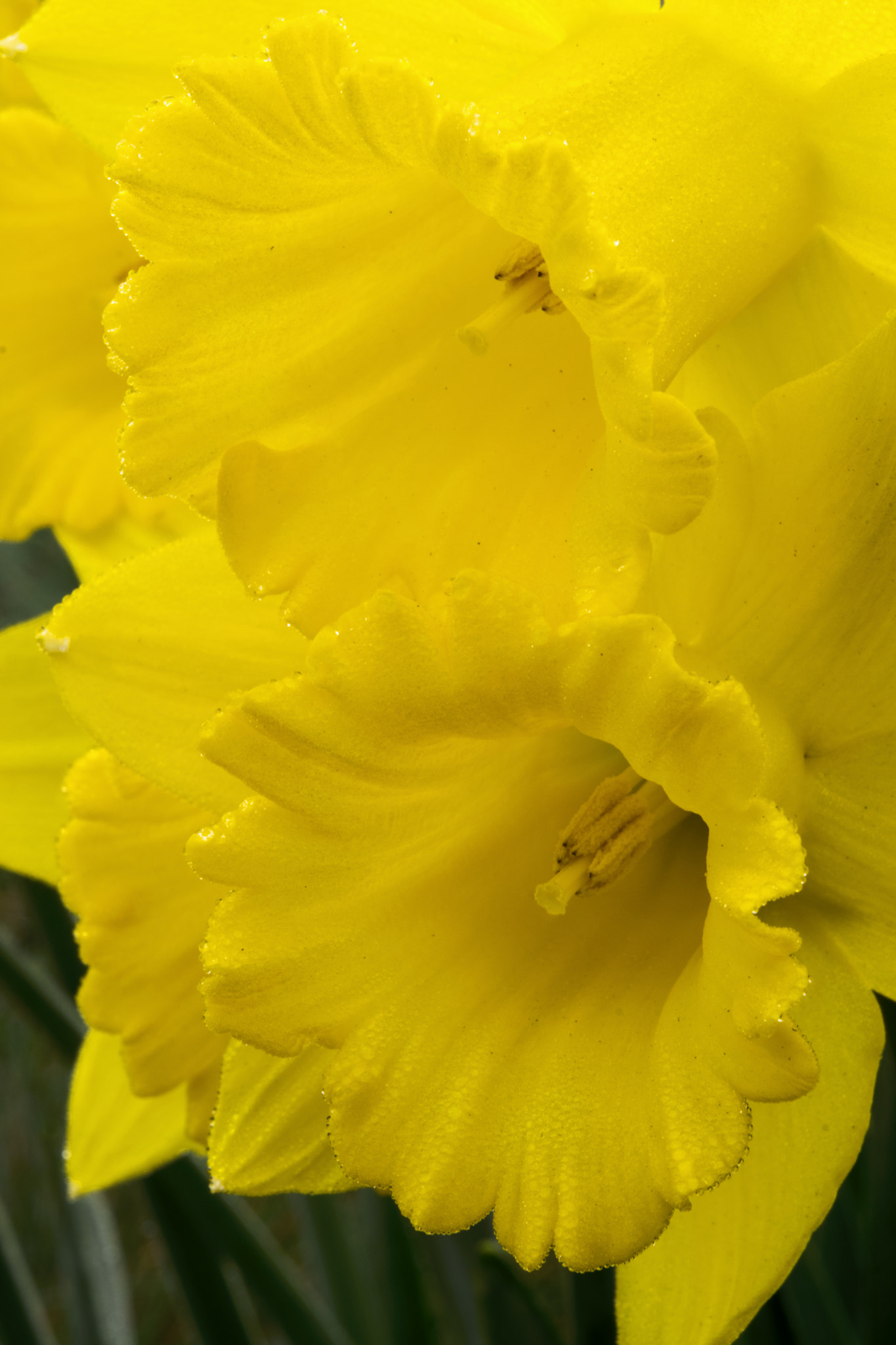 Nikon AF-S Micro-Nikkor 60mm F2.8G ED sample photo. Daffodowndilly photography