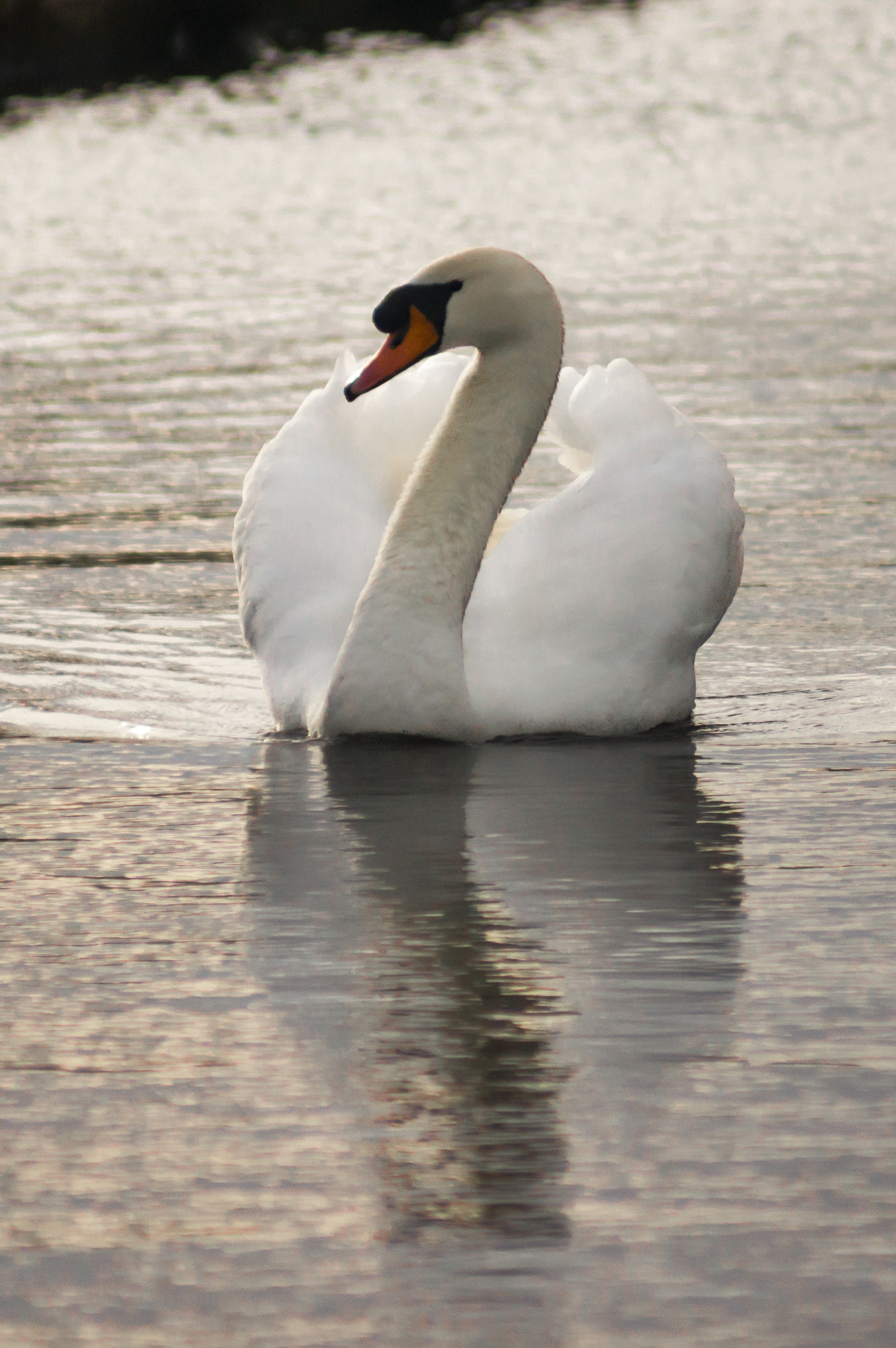 Sony 75-300mm F4.5-5.6 sample photo. Busking swan photography