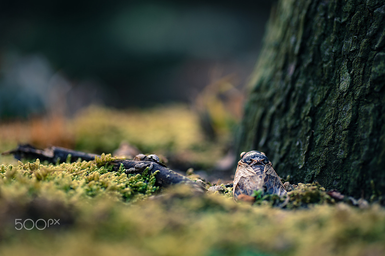 Nikon Df sample photo. Reicarnation photography
