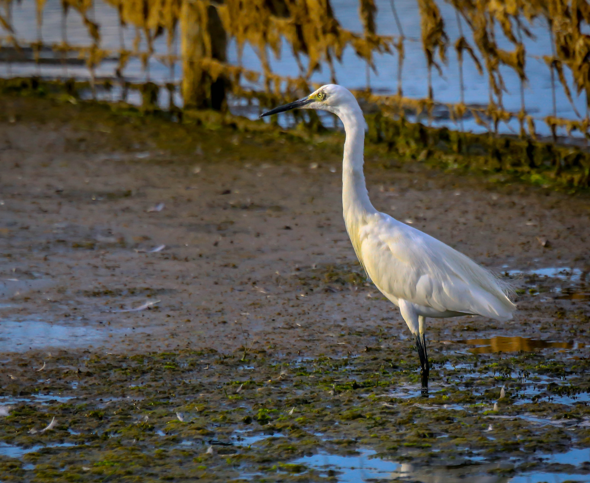 Canon EF 100-400mm F4.5-5.6L IS USM sample photo. Egret photography