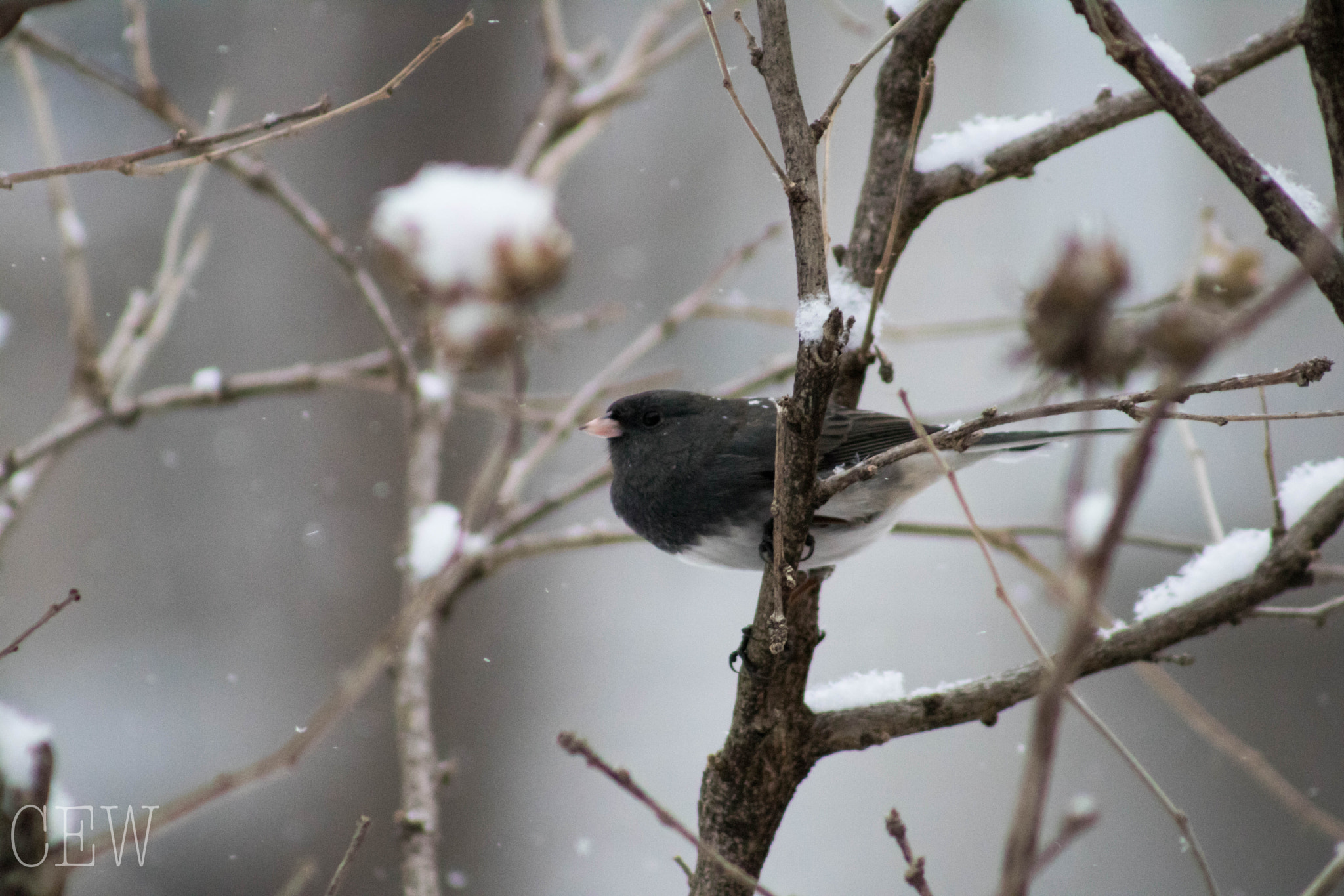 Canon EOS 760D (EOS Rebel T6s / EOS 8000D) + EF75-300mm f/4-5.6 sample photo. Nana's "snow birds" photography