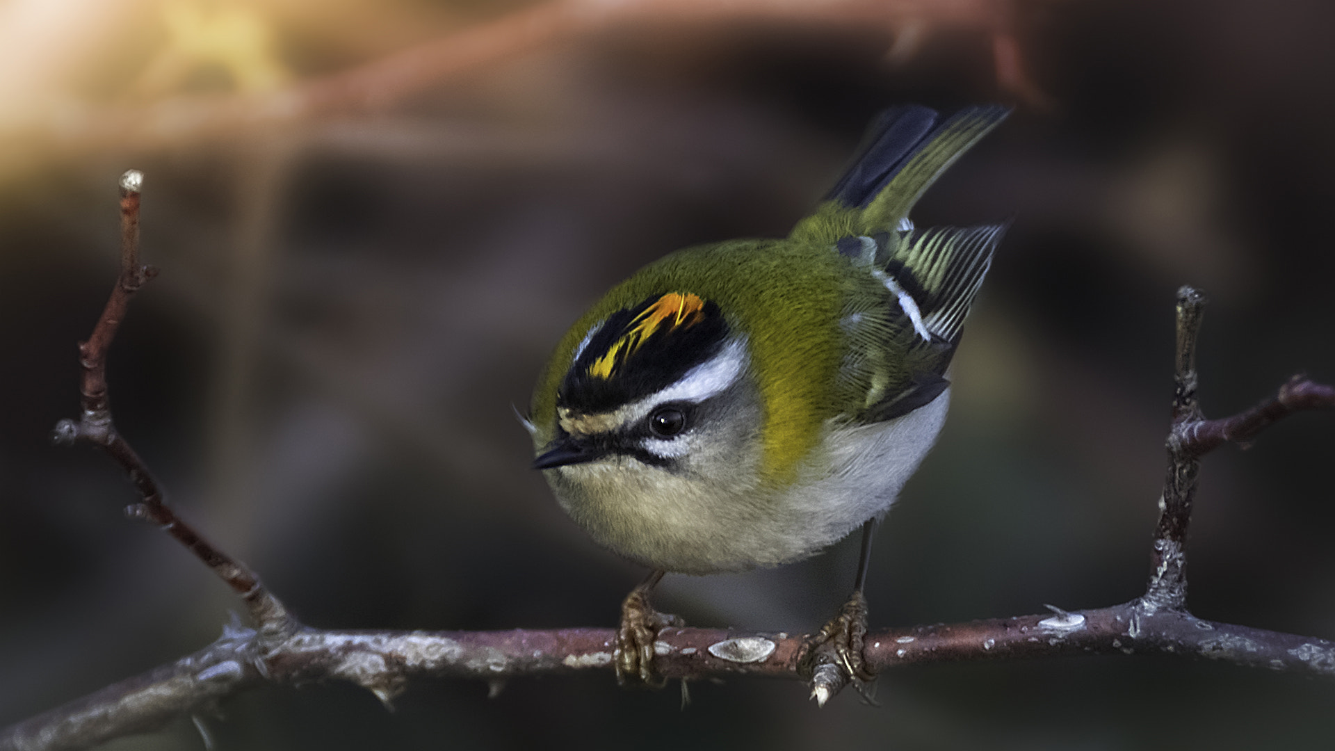 Canon EOS 7D Mark II + Tamron SP 70-300mm F4-5.6 Di VC USD sample photo. Common firecrest photography