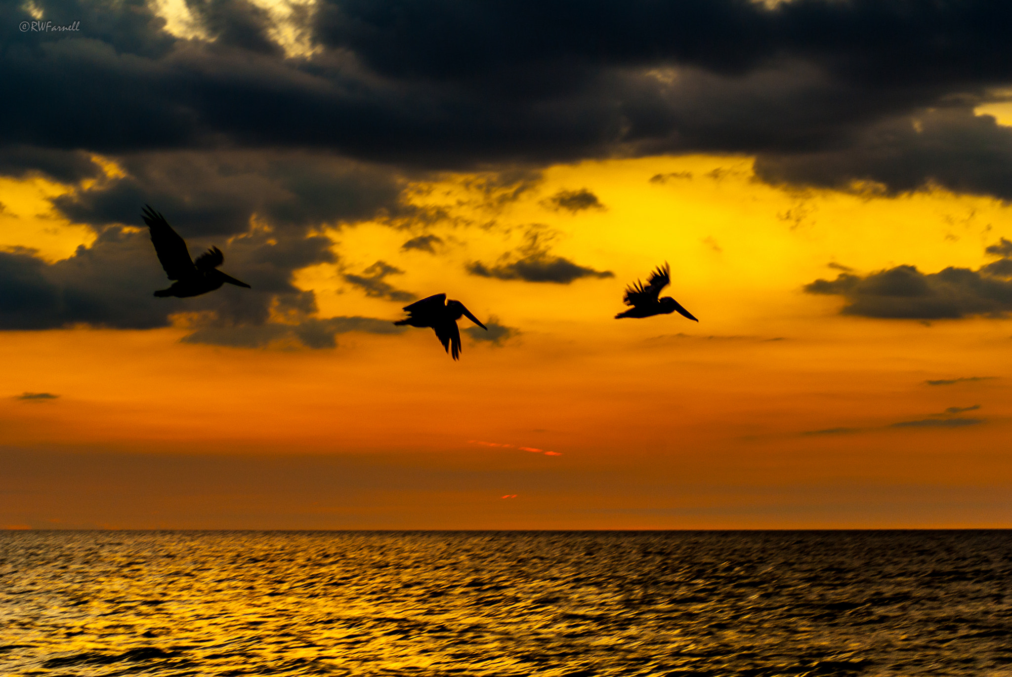 Pentax K10D sample photo. Pelicans at sunset (2) photography