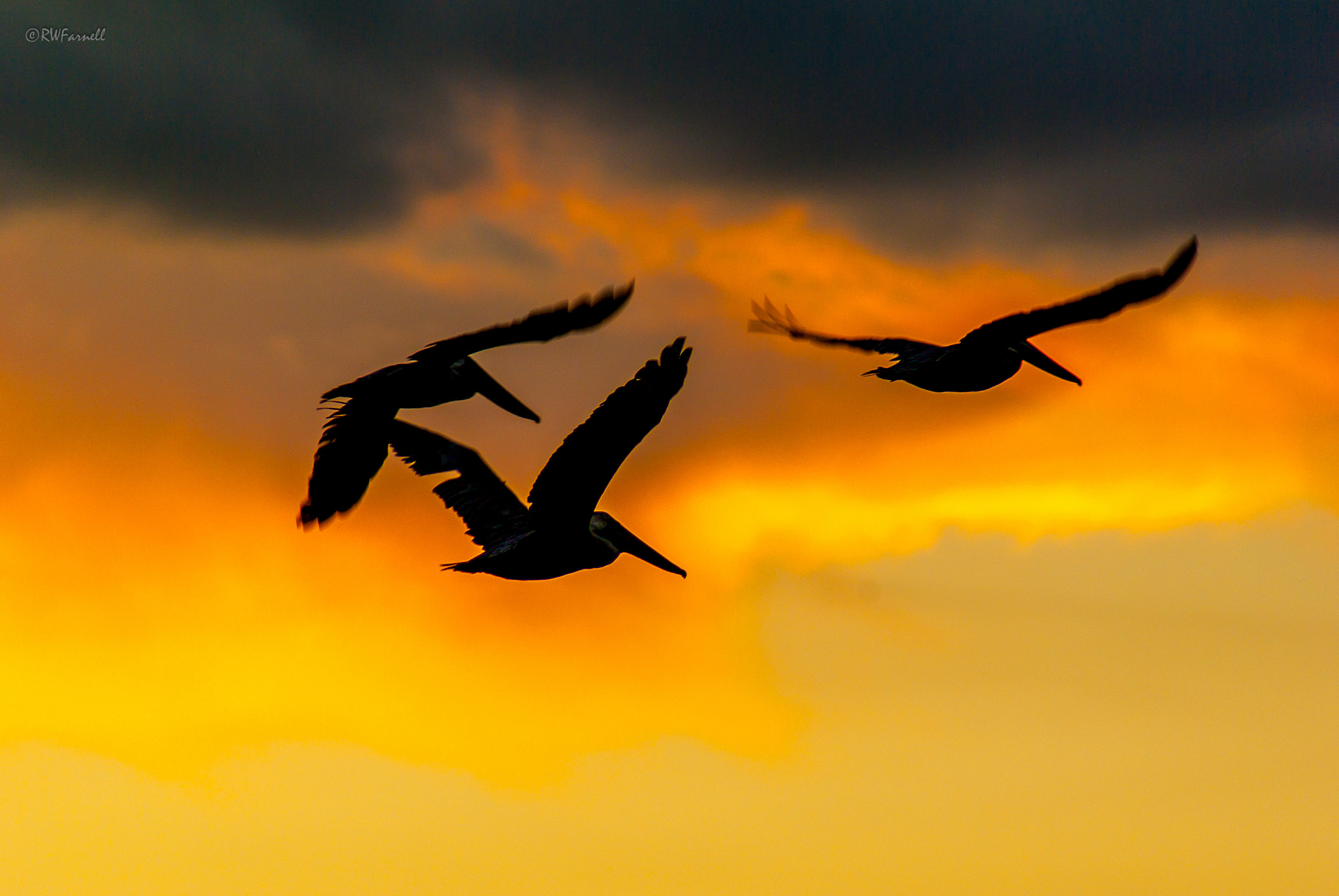 Pentax K10D sample photo. Pelicans at sunset (1) photography