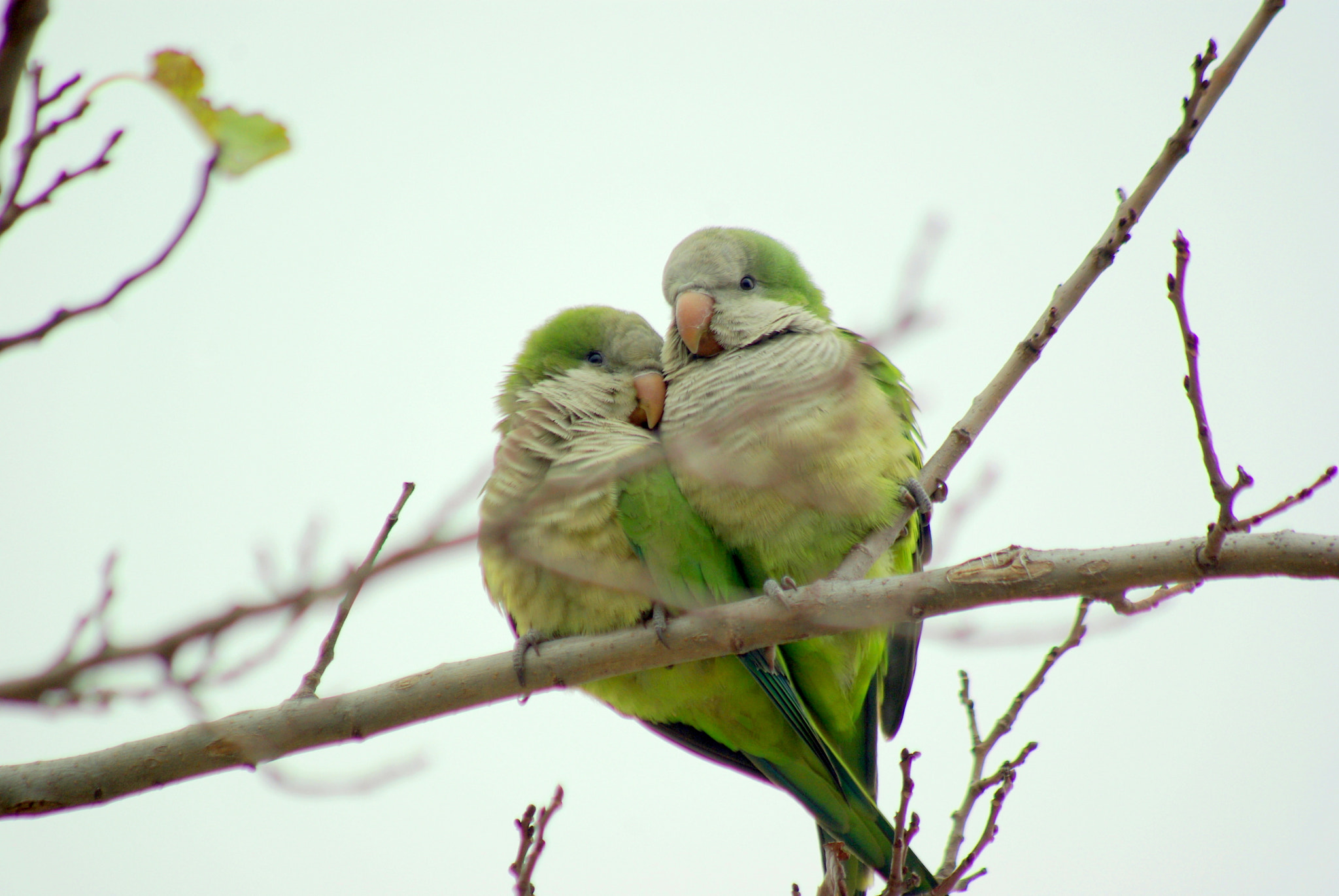 smc PENTAX-FA 80-320mm F4.5-5.6 sample photo. Happy valentines day photography