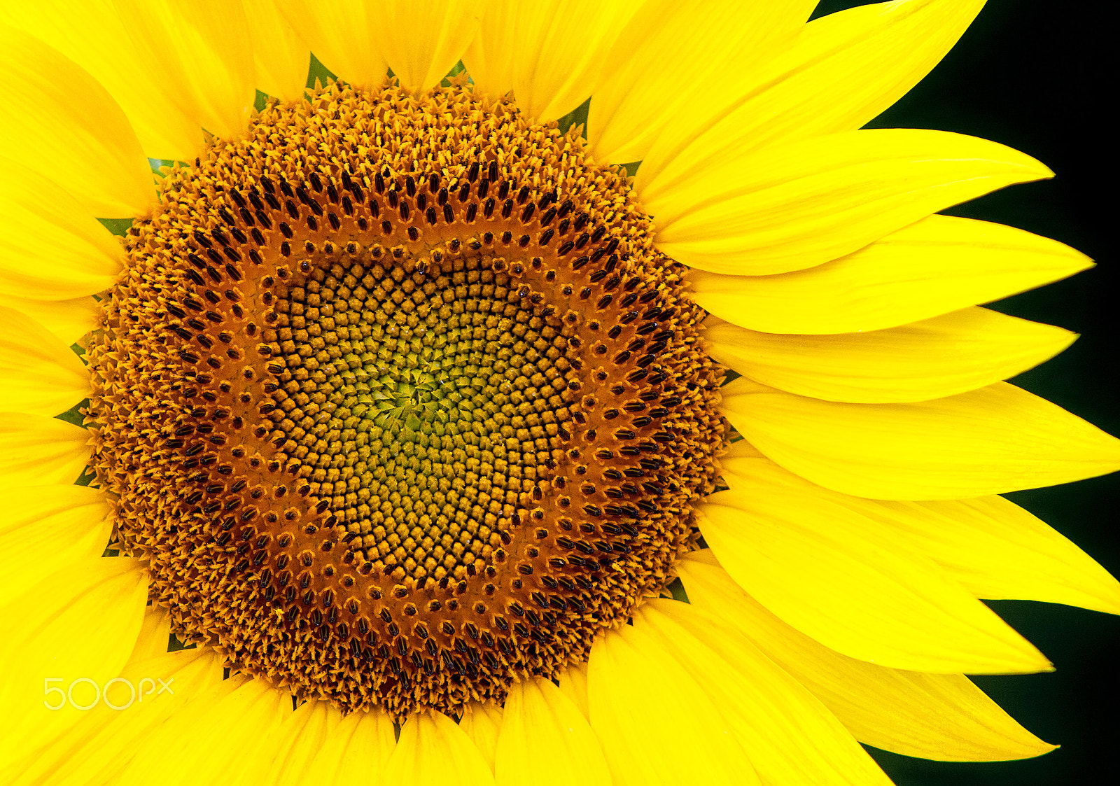 Canon EF 70-200mm F2.8L IS USM sample photo. Love flower photography
