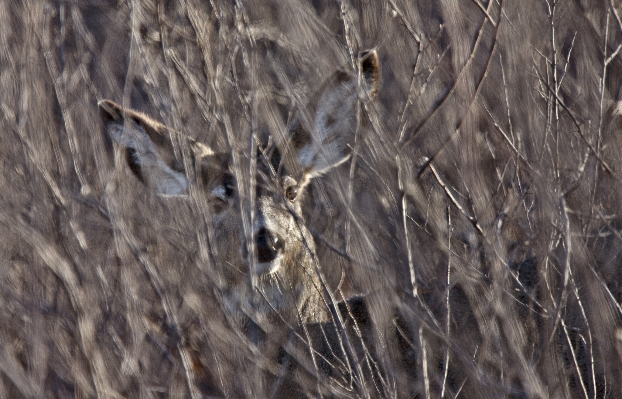 Canon EF 400mm F4.0 DO IS USM sample photo. Deer in bush photography