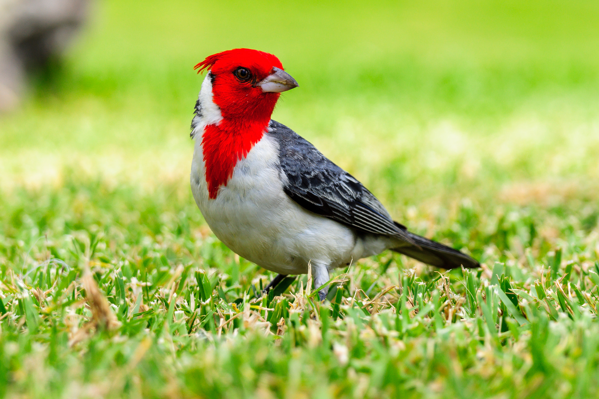 Sony 70-300mm F4.5-5.6 G SSM sample photo. Red crested cardinal photography