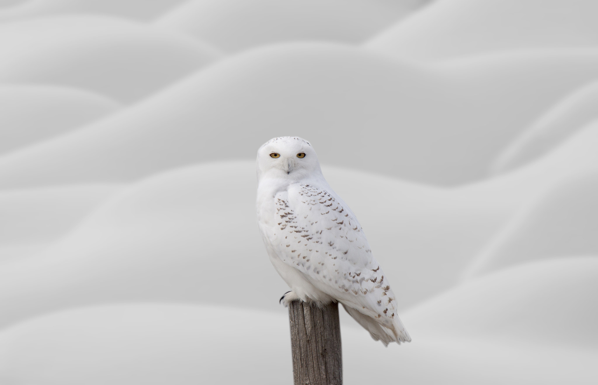 Canon EOS-1Ds Mark III + Canon EF 400mm F4.0 DO IS USM sample photo. Snowy owl photography